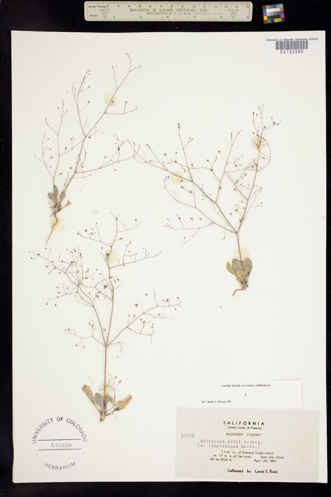 Eriogonum ordii image