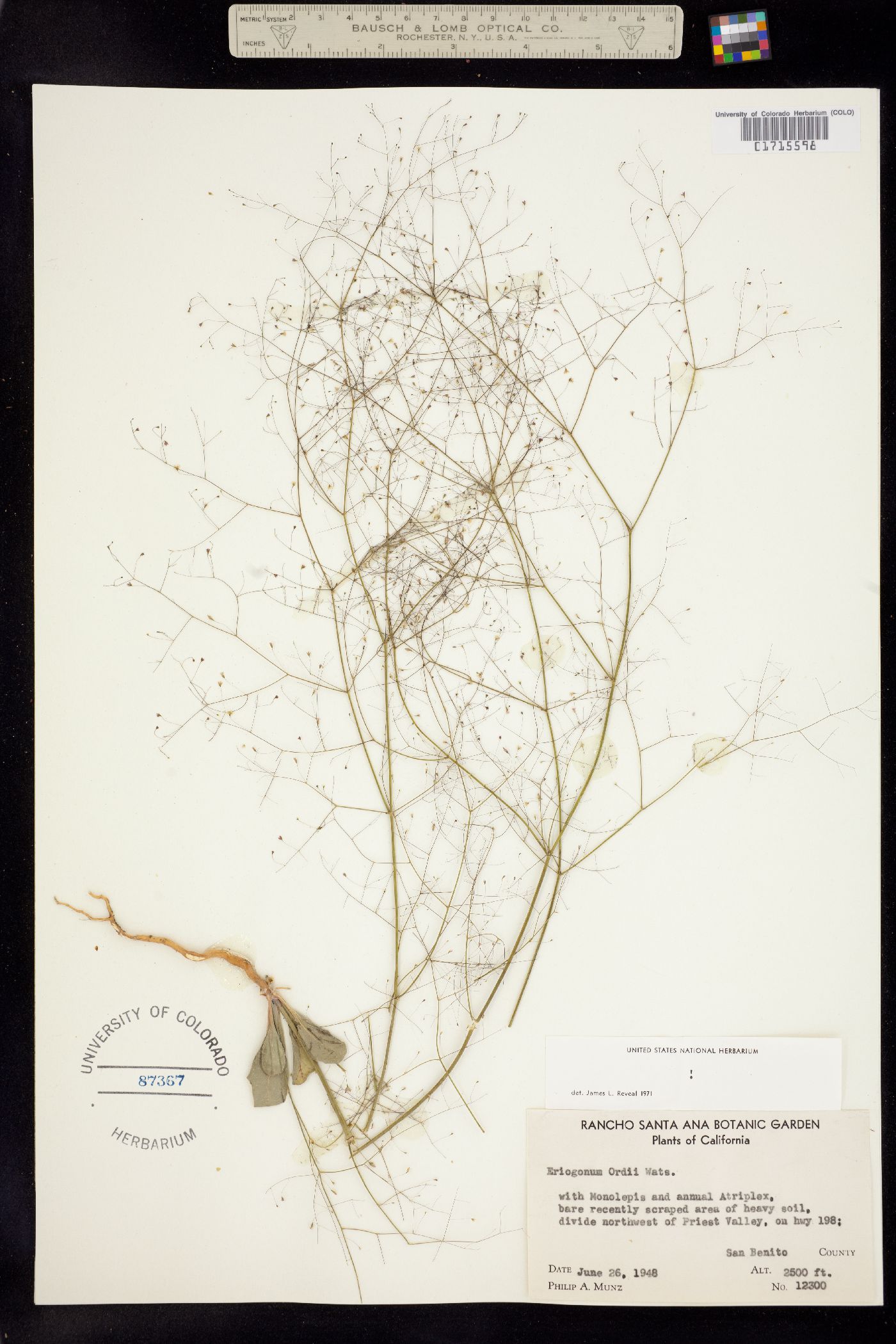 Eriogonum ordii image