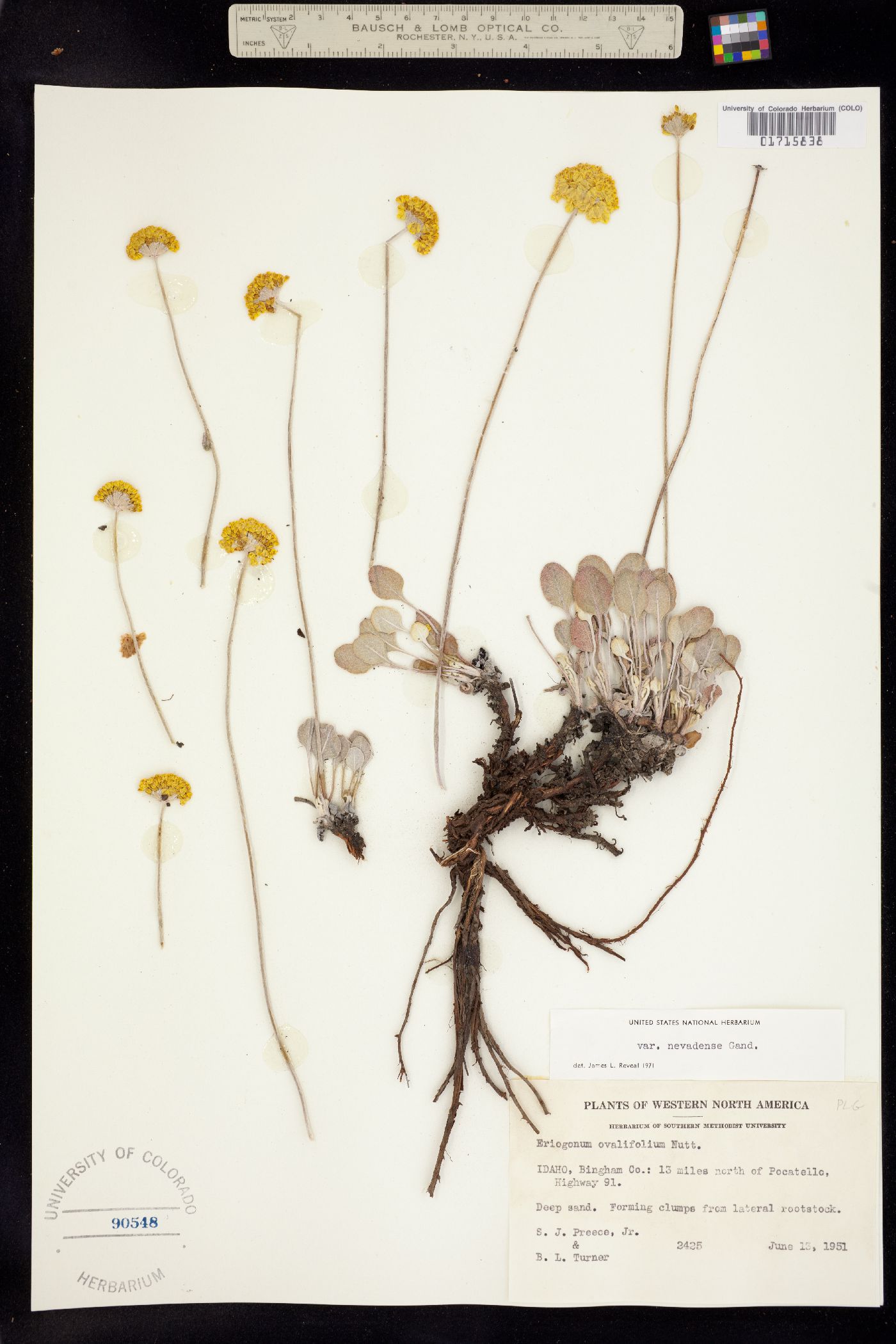 Eriogonum ovalifolium var. ovalifolium image