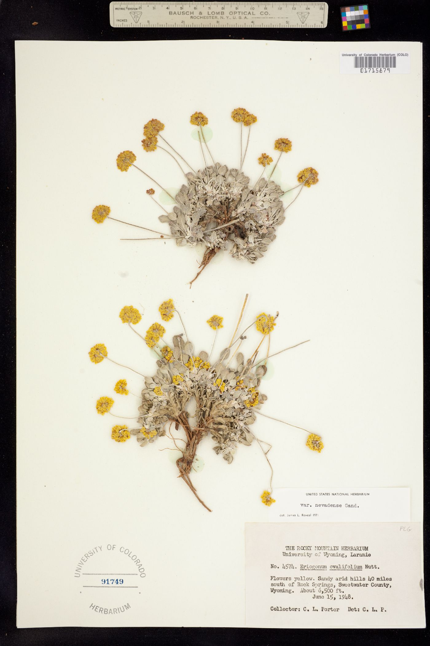 Eriogonum ovalifolium var. ovalifolium image