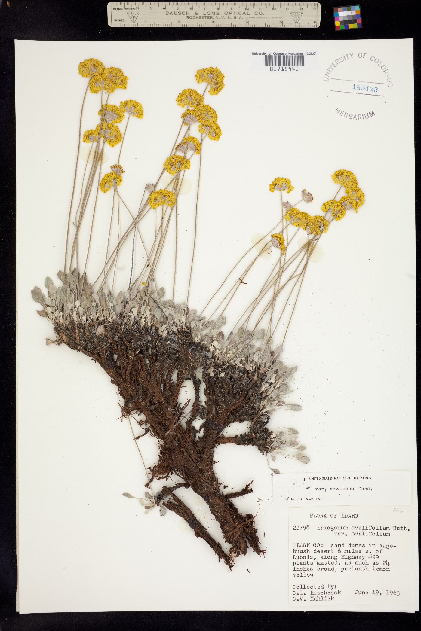 Eriogonum ovalifolium var. ovalifolium image