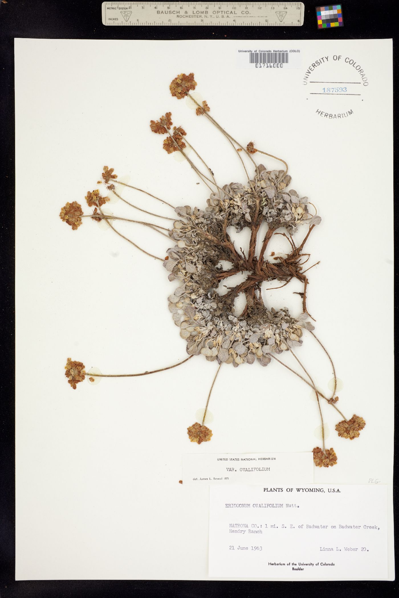 Eriogonum ovalifolium var. ovalifolium image