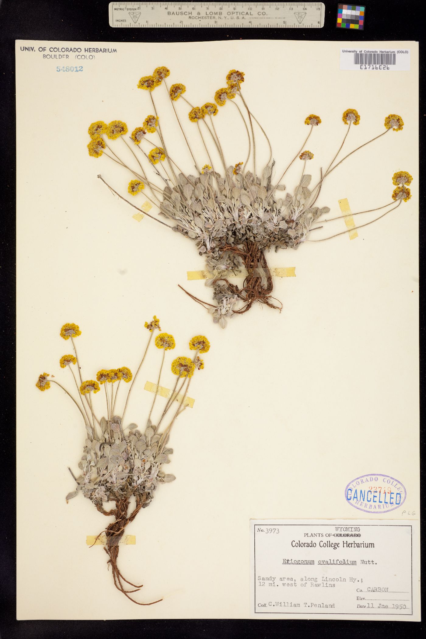 Eriogonum ovalifolium image