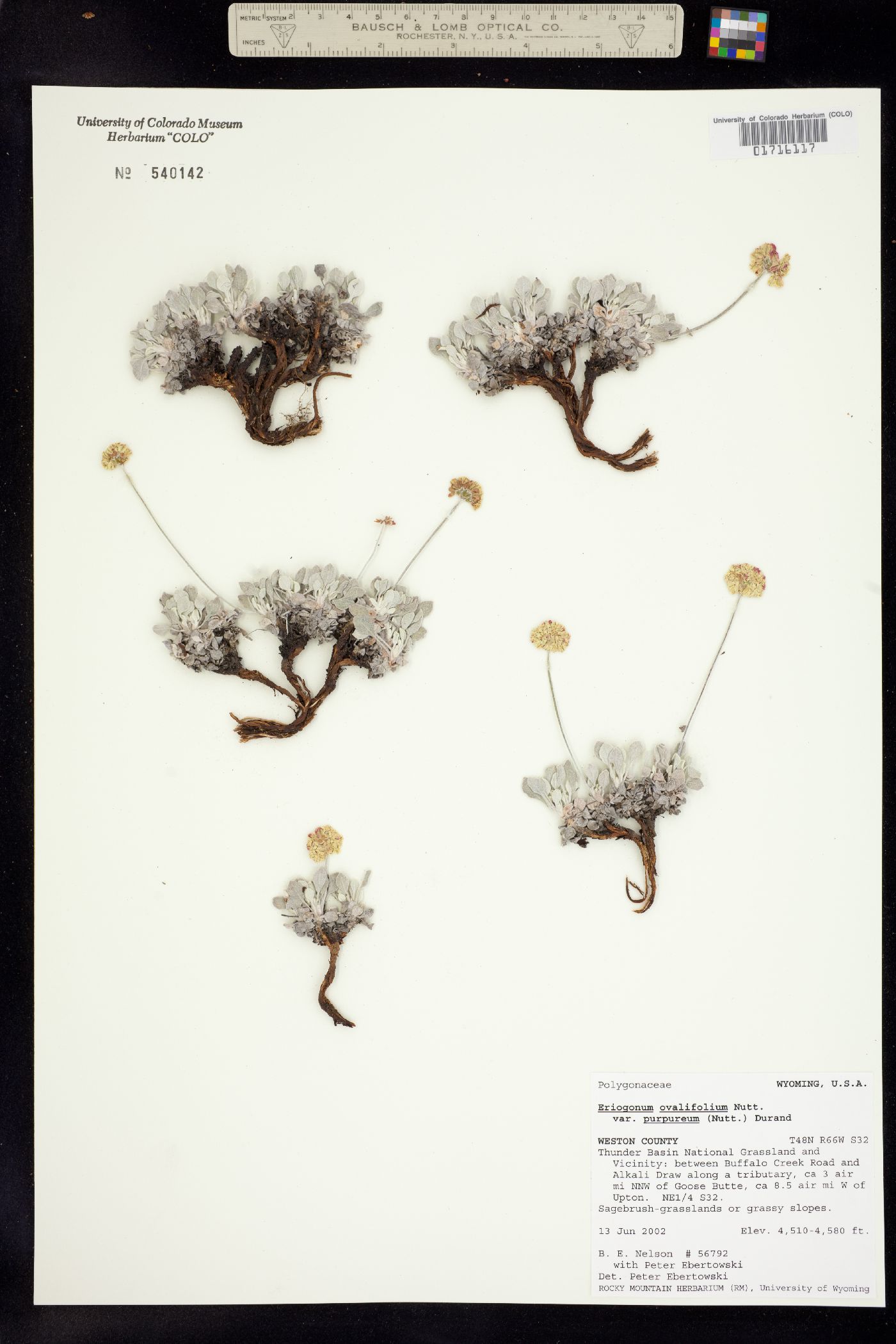 Eriogonum ovalifolium image