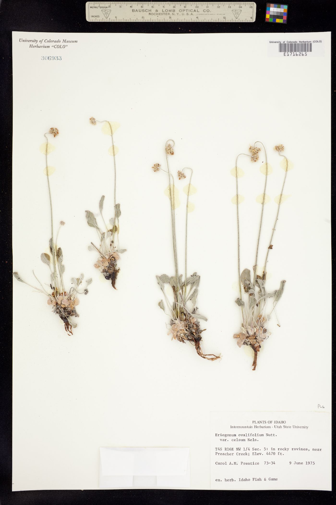 Eriogonum ovalifolium var. purpureum image