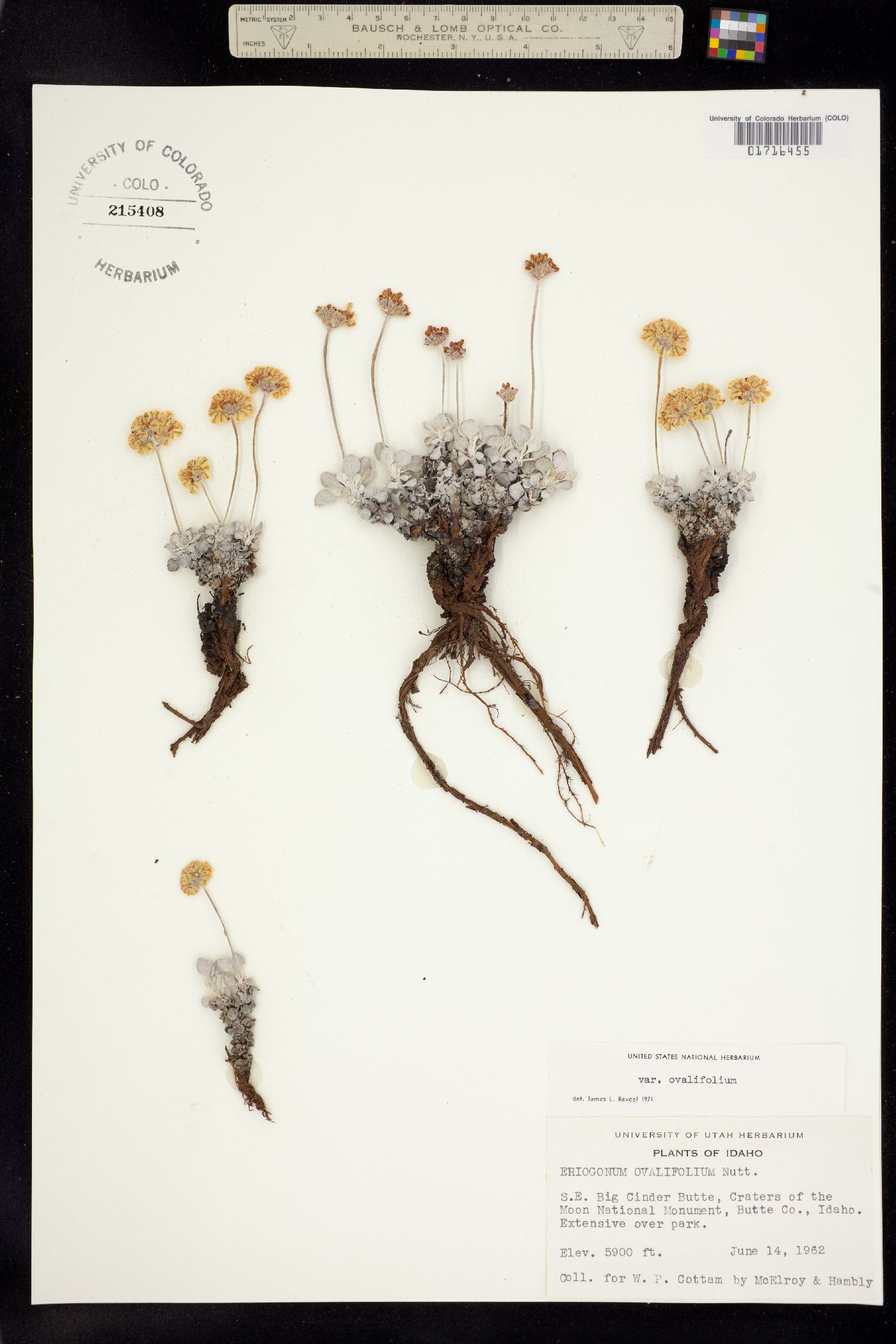 Eriogonum ovalifolium var. ovalifolium image