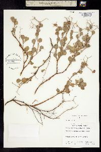 Eriogonum orcuttianum image