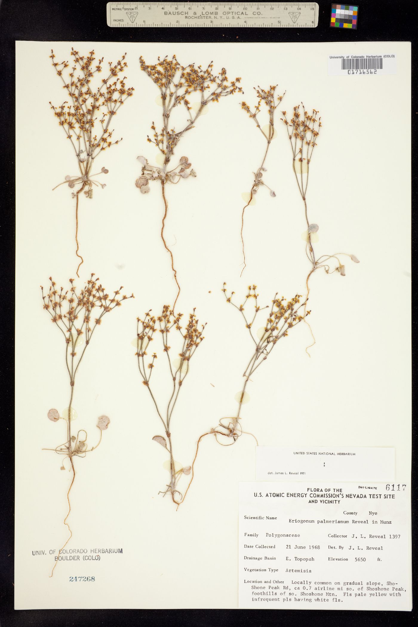 Eriogonum palmerianum image