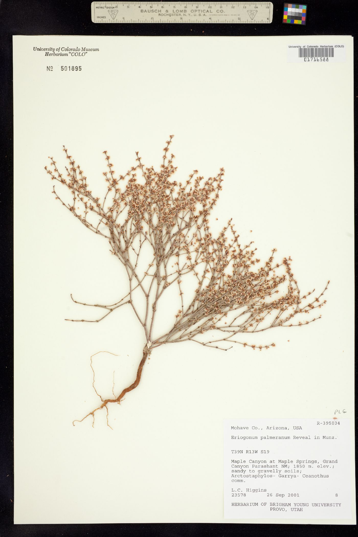 Eriogonum palmerianum image