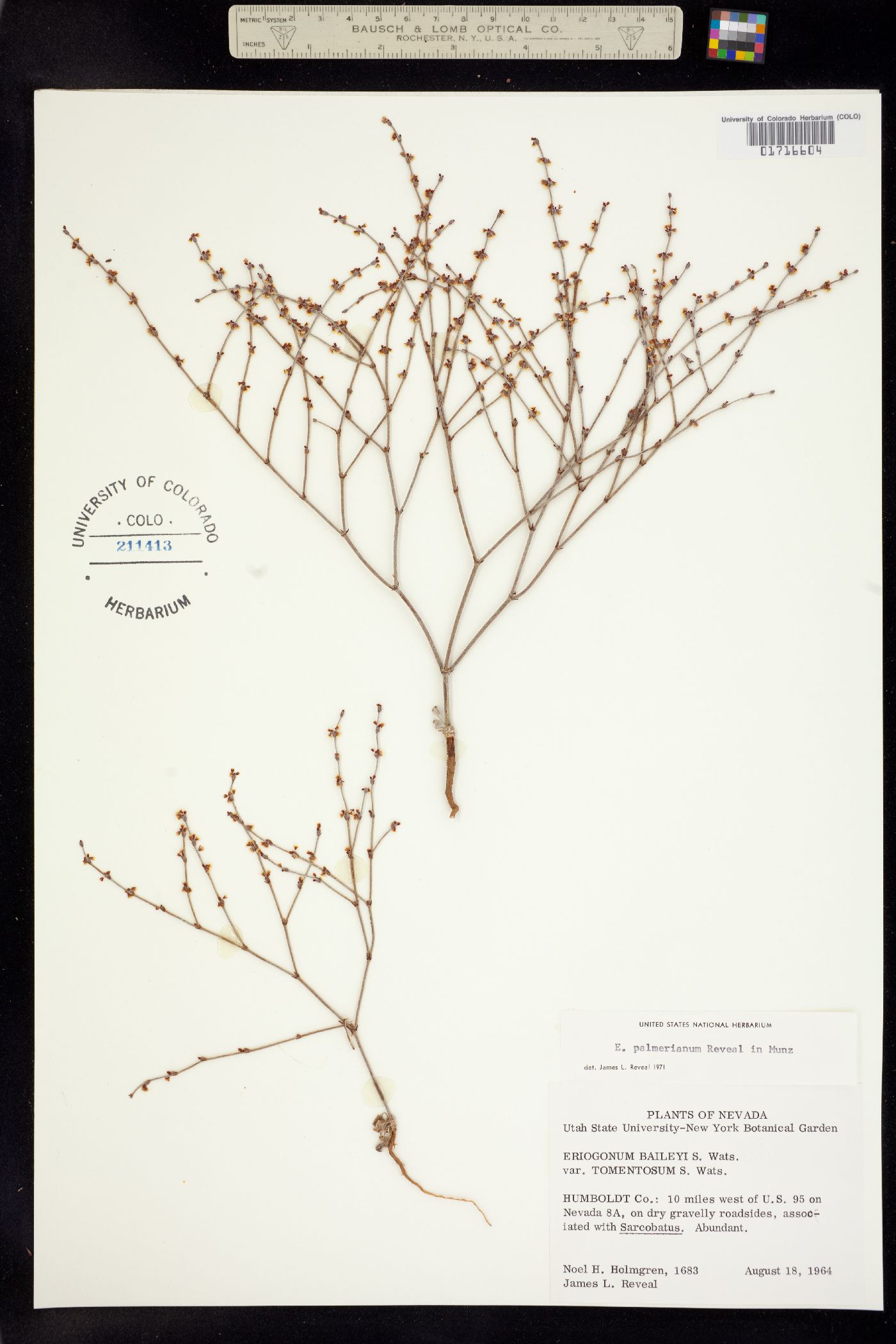 Eriogonum palmerianum image