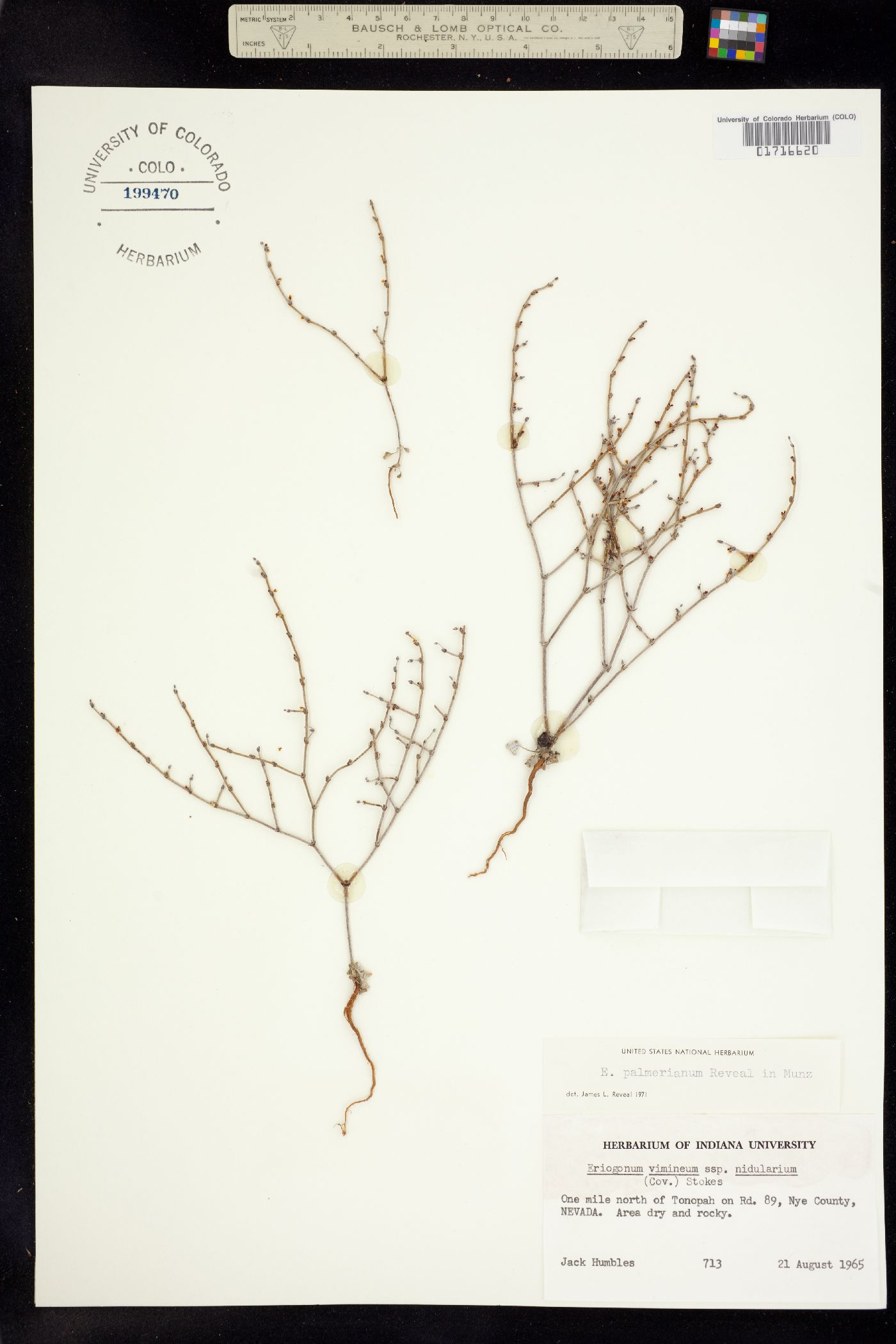 Eriogonum palmerianum image