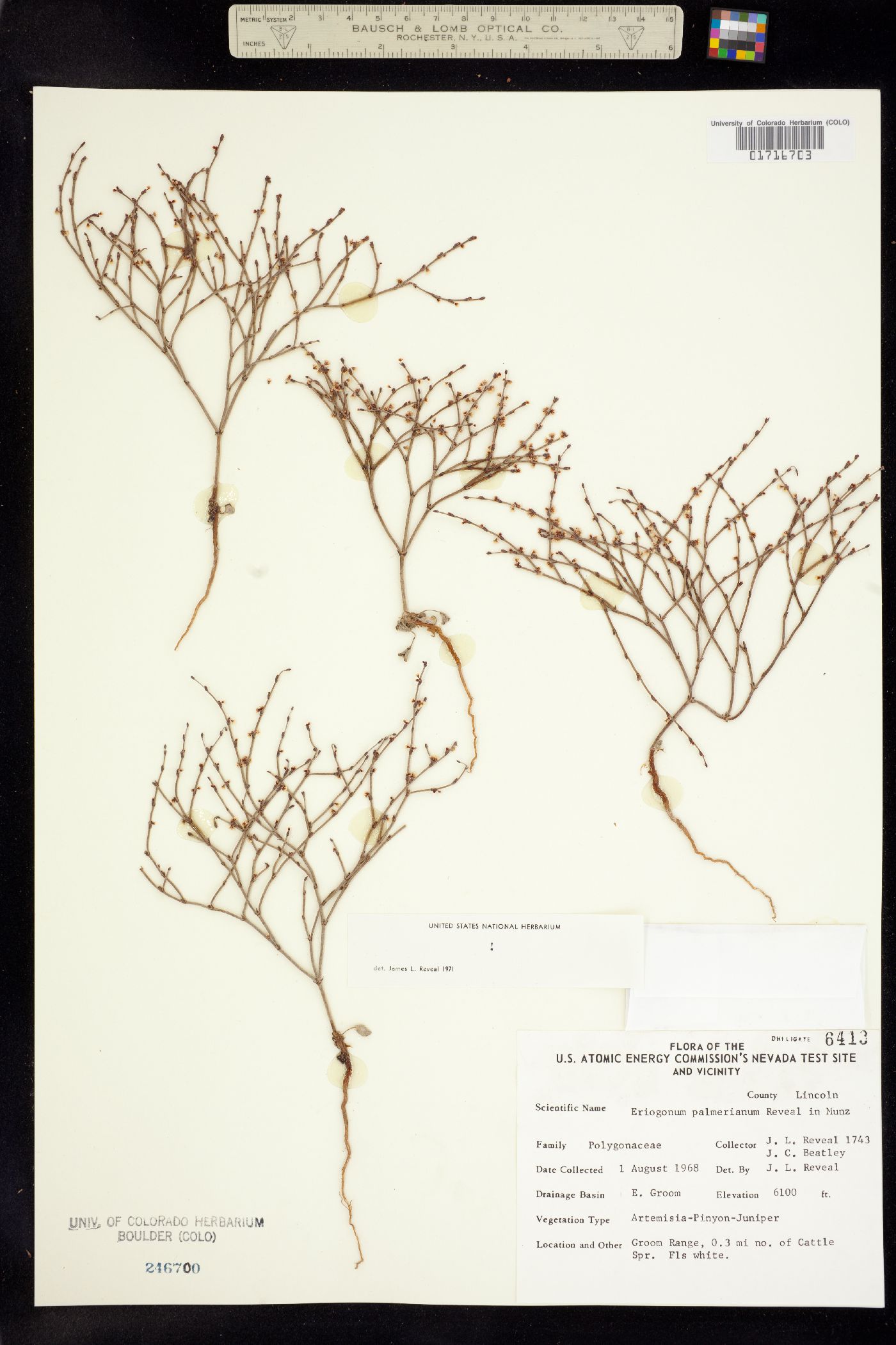 Eriogonum palmerianum image