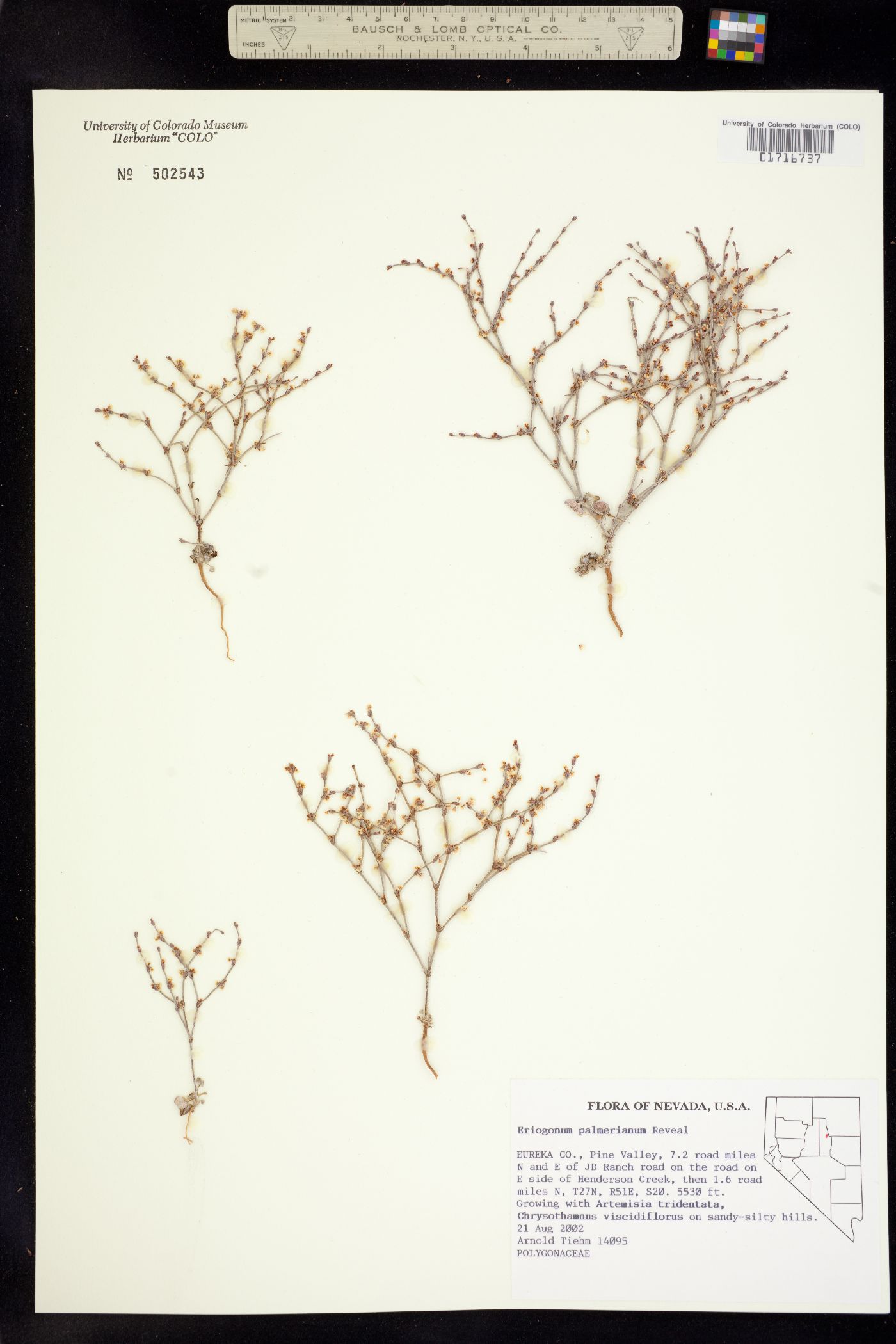 Eriogonum palmerianum image