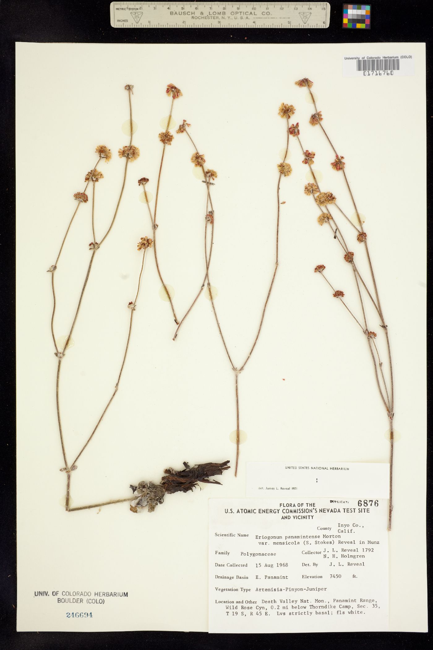 Eriogonum panamintense image