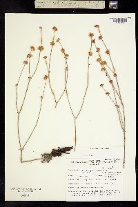 Image of Eriogonum panamintense