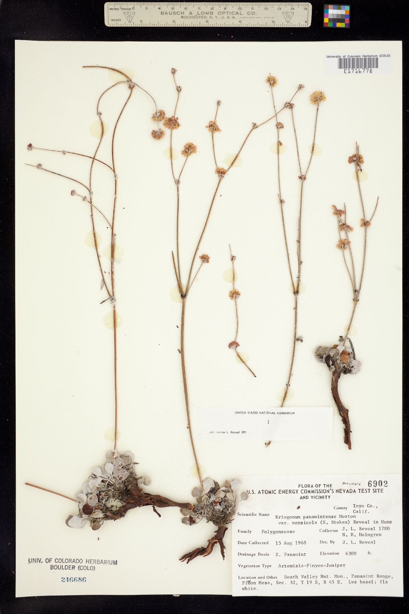 Eriogonum panamintense image