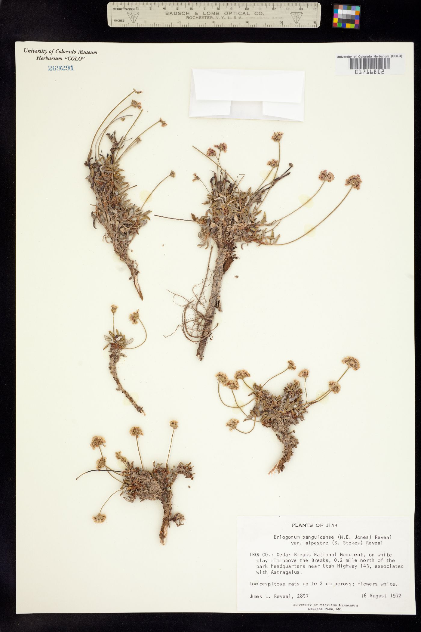 Eriogonum panguicense image