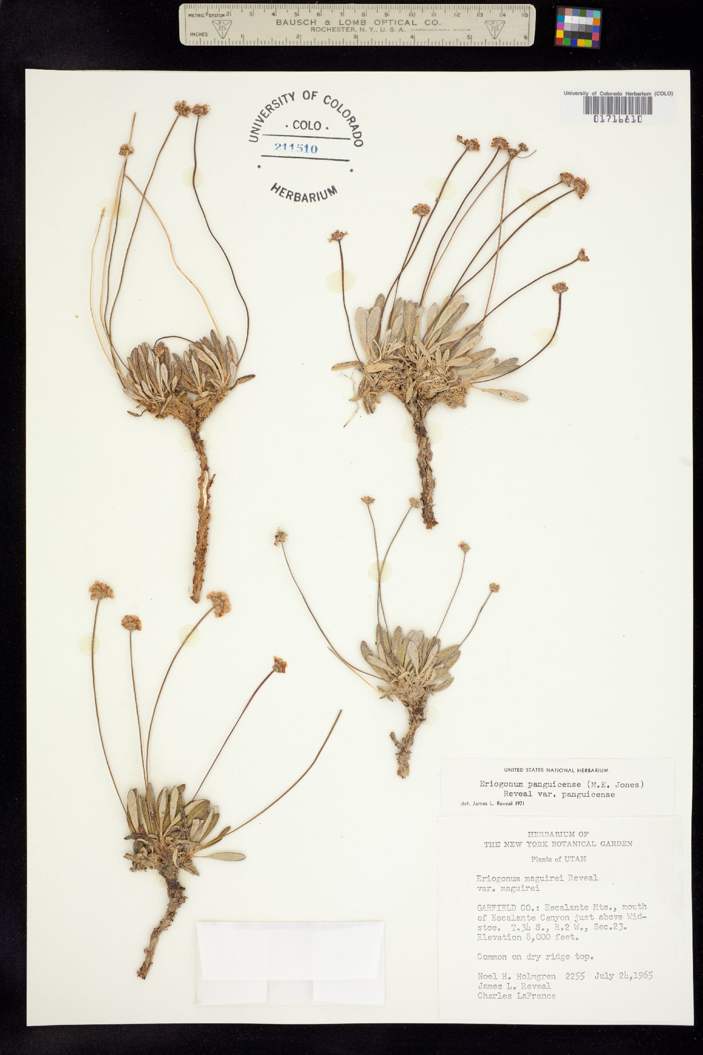 Eriogonum panguicense image