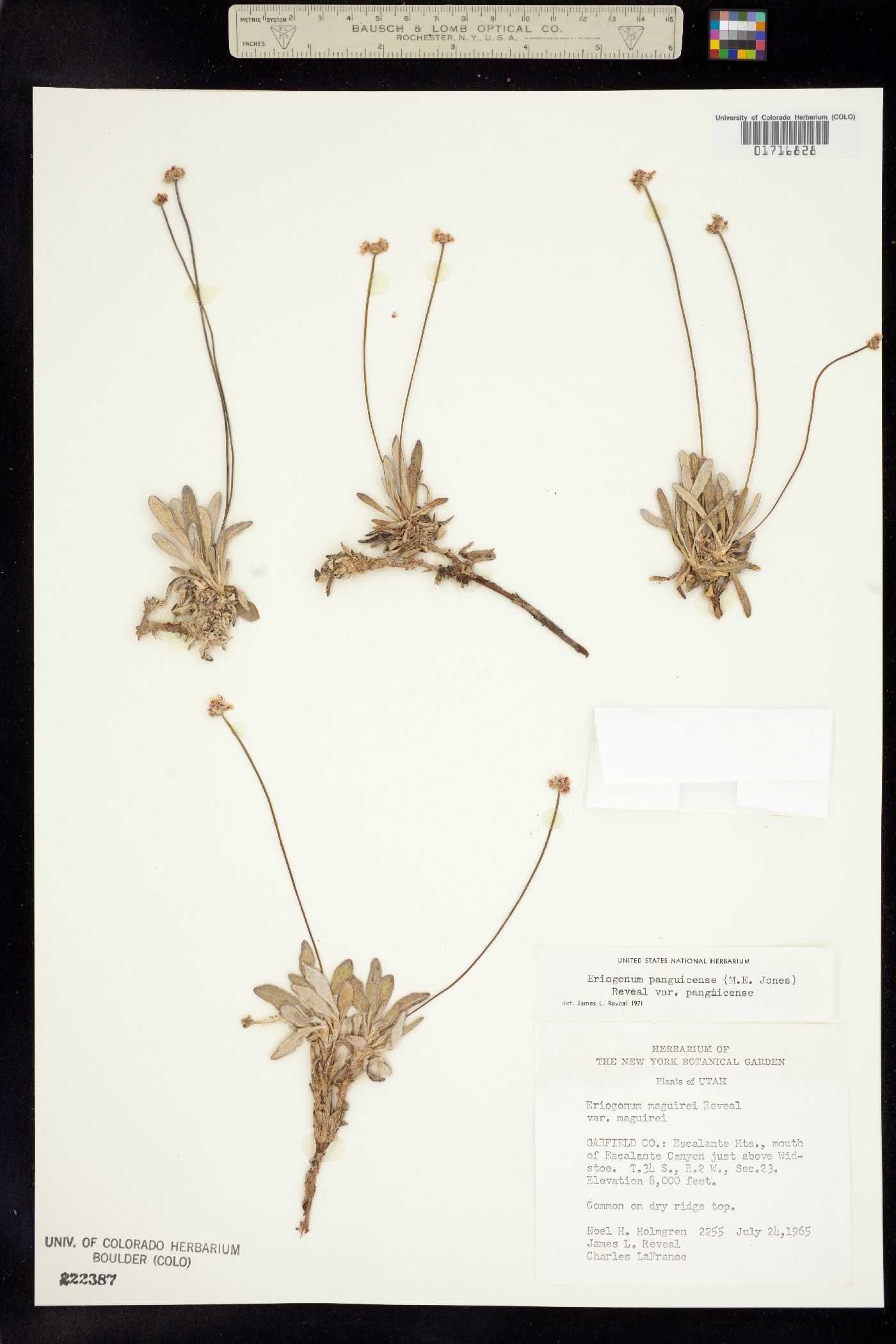 Eriogonum panguicense image