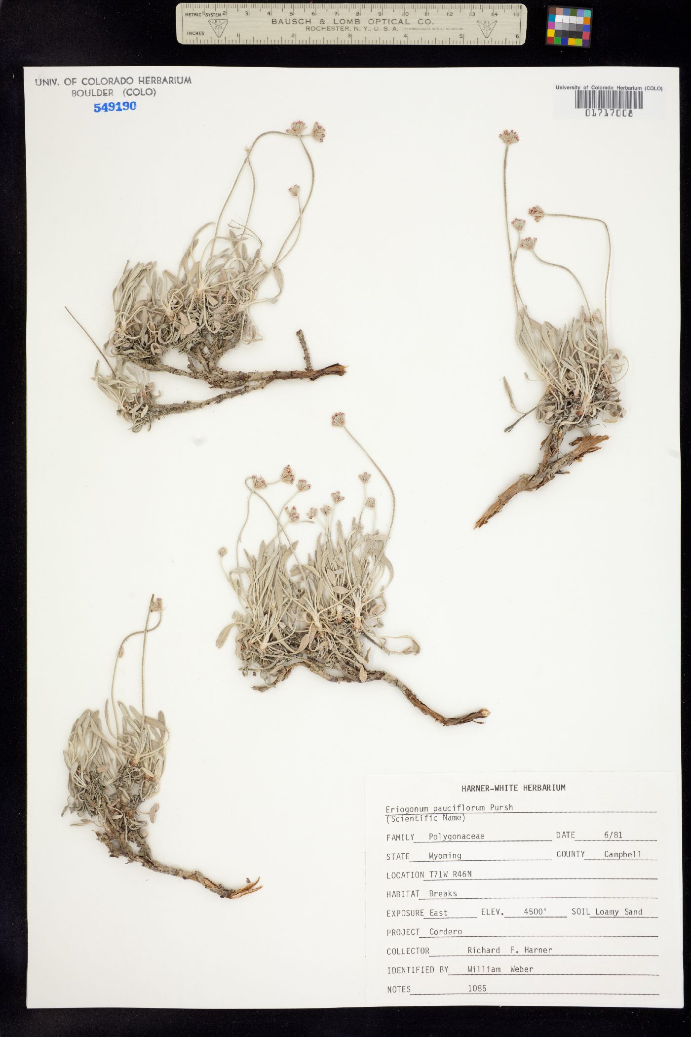 Eriogonum pauciflorum image