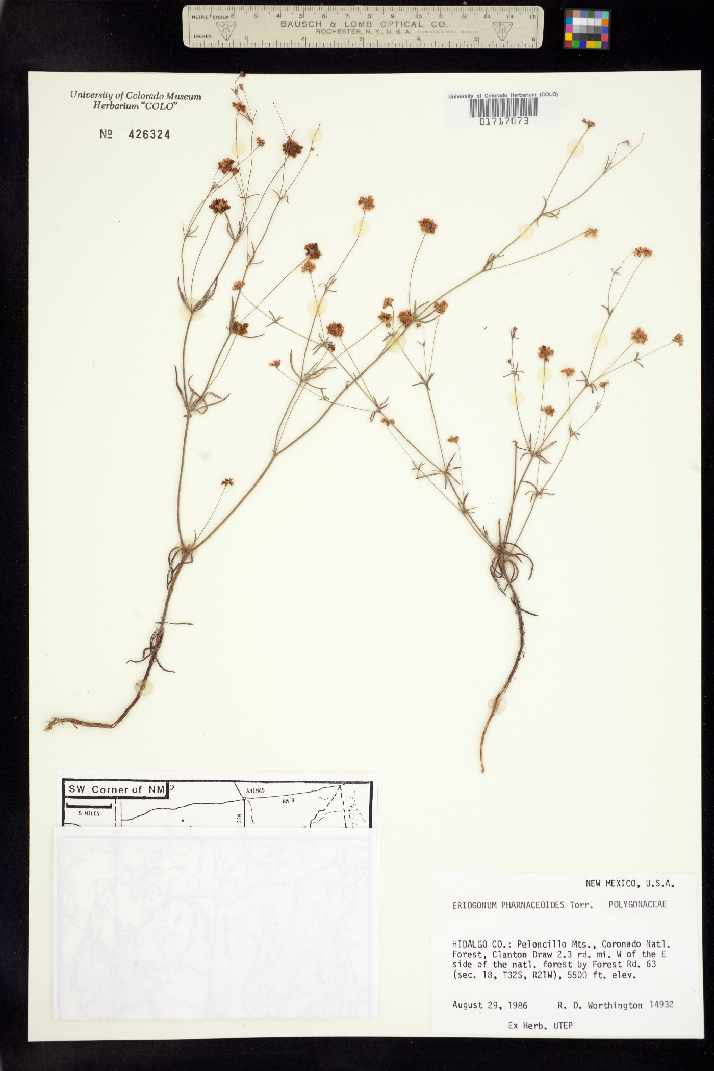 Eriogonum pharnaceoides image