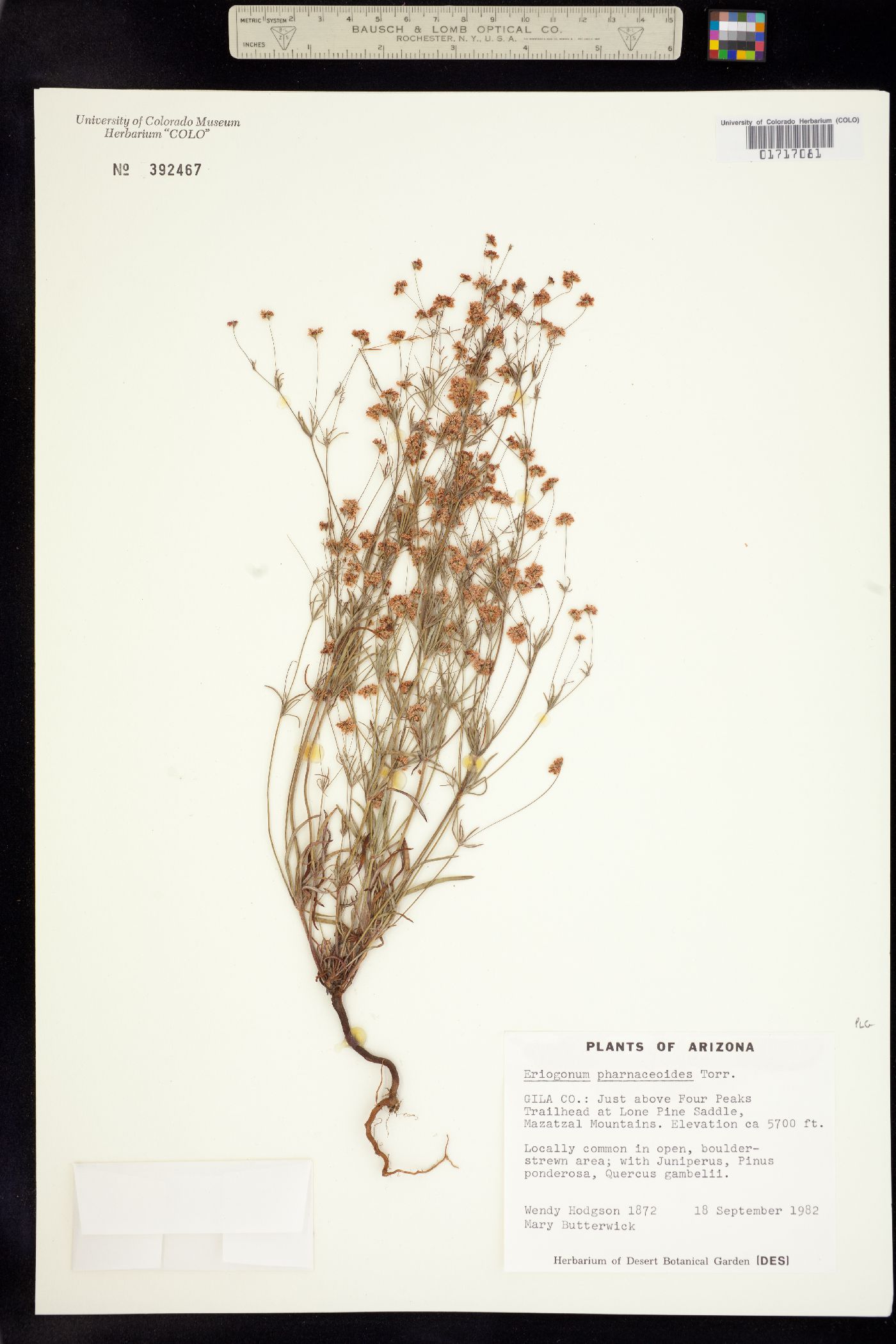 Eriogonum pharnaceoides image