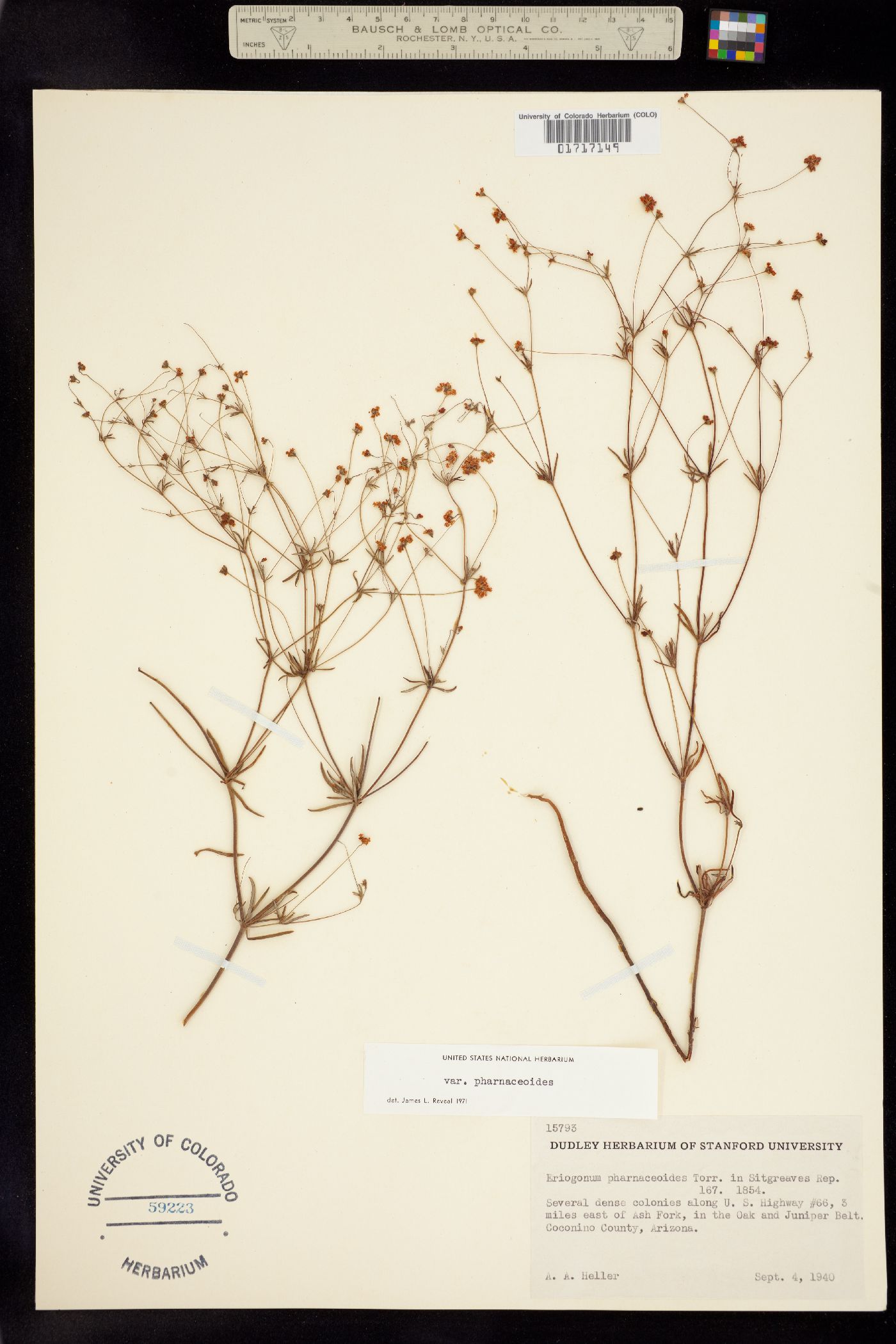 Eriogonum pharnaceoides image