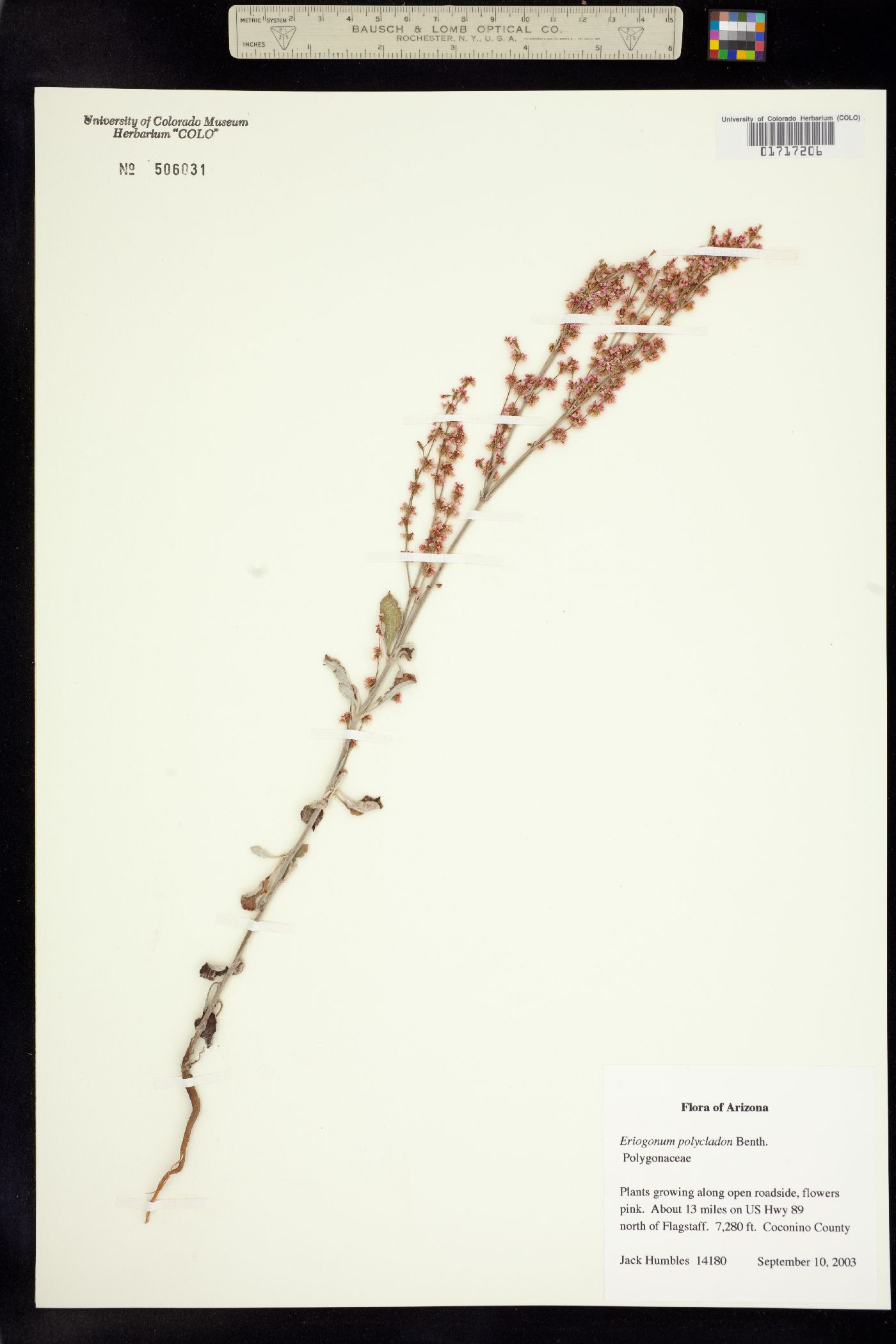 Eriogonum polycladon image