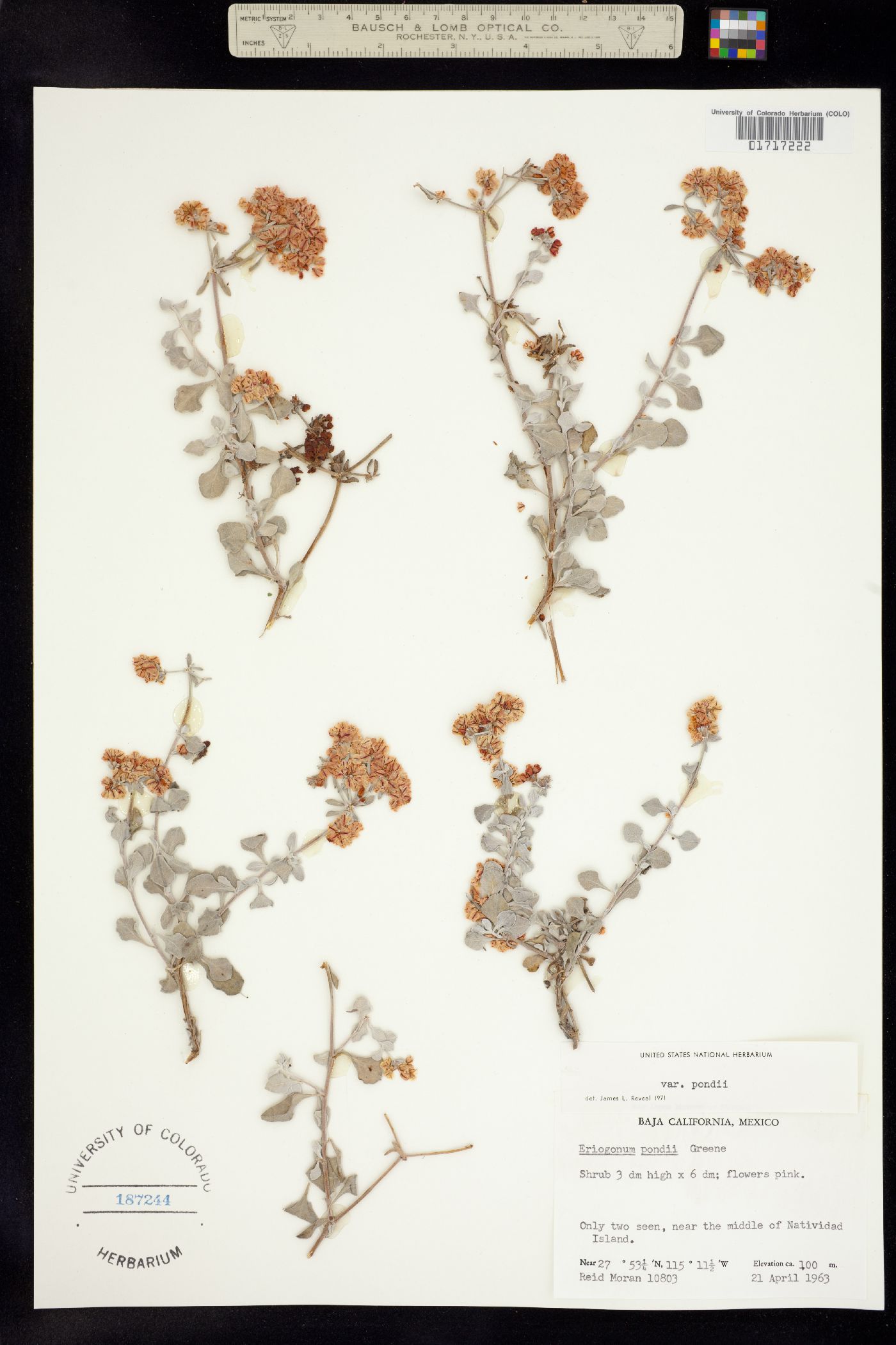 Eriogonum polycladon image
