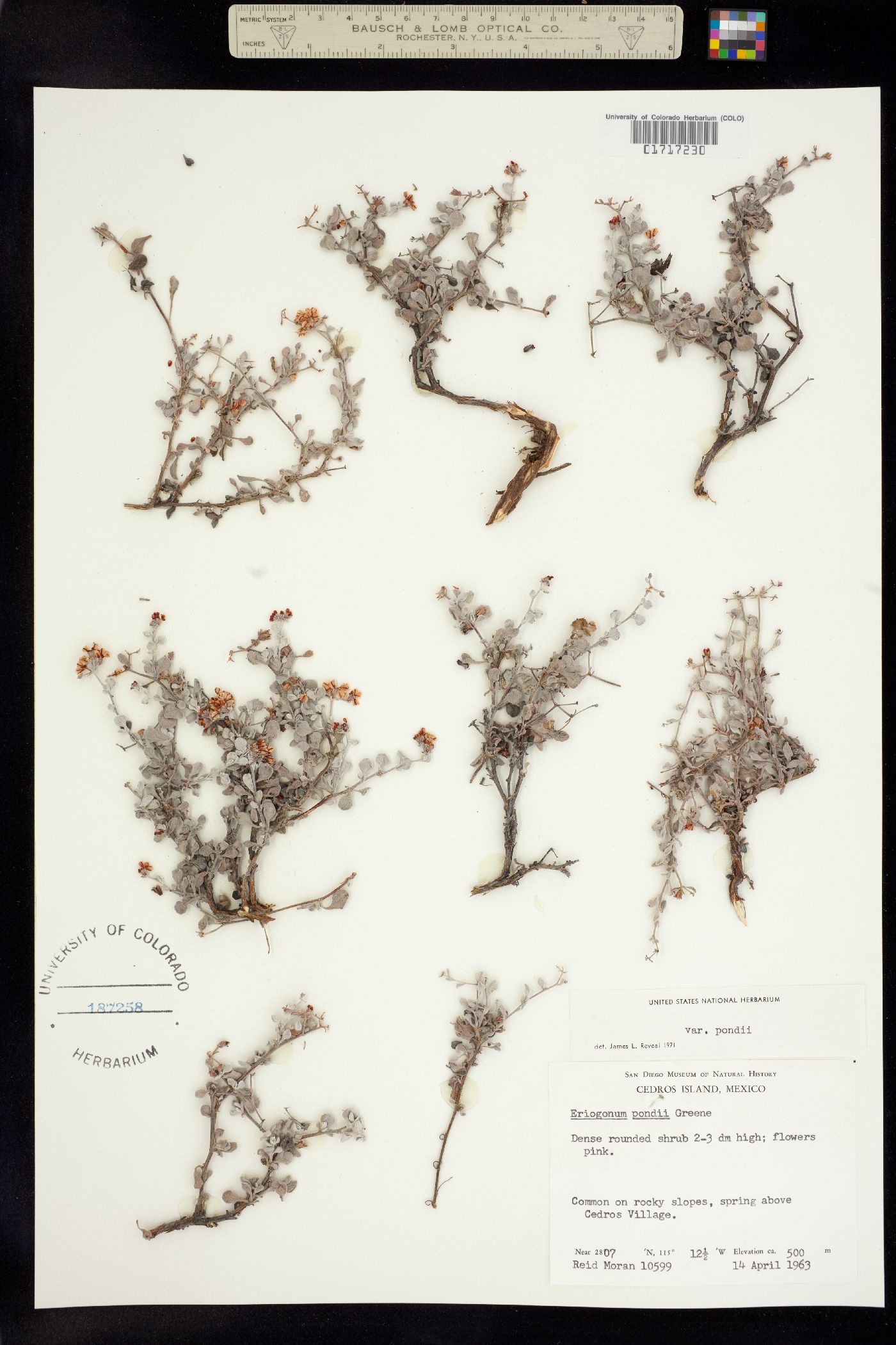 Eriogonum polycladon image