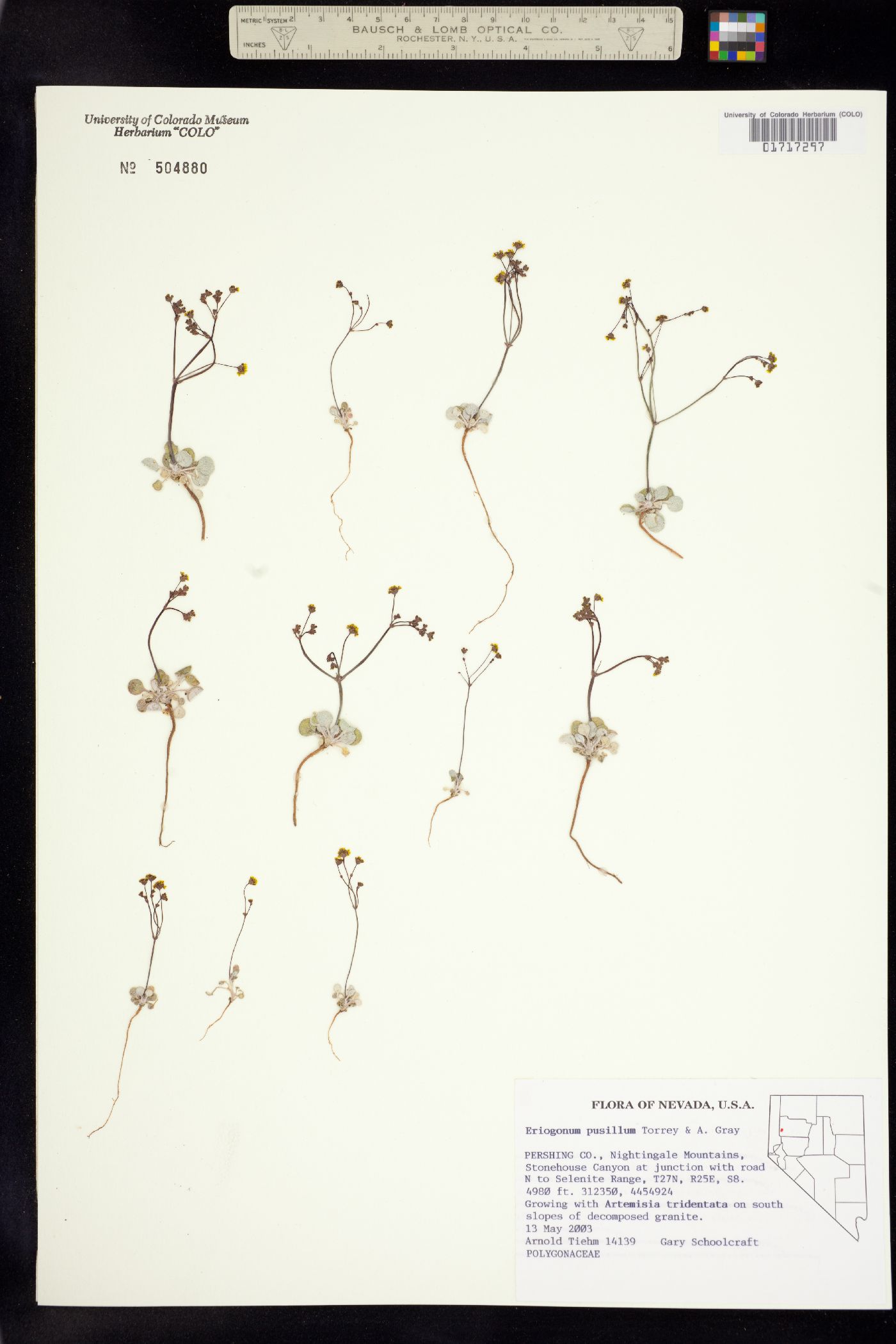 Eriogonum pusillum image