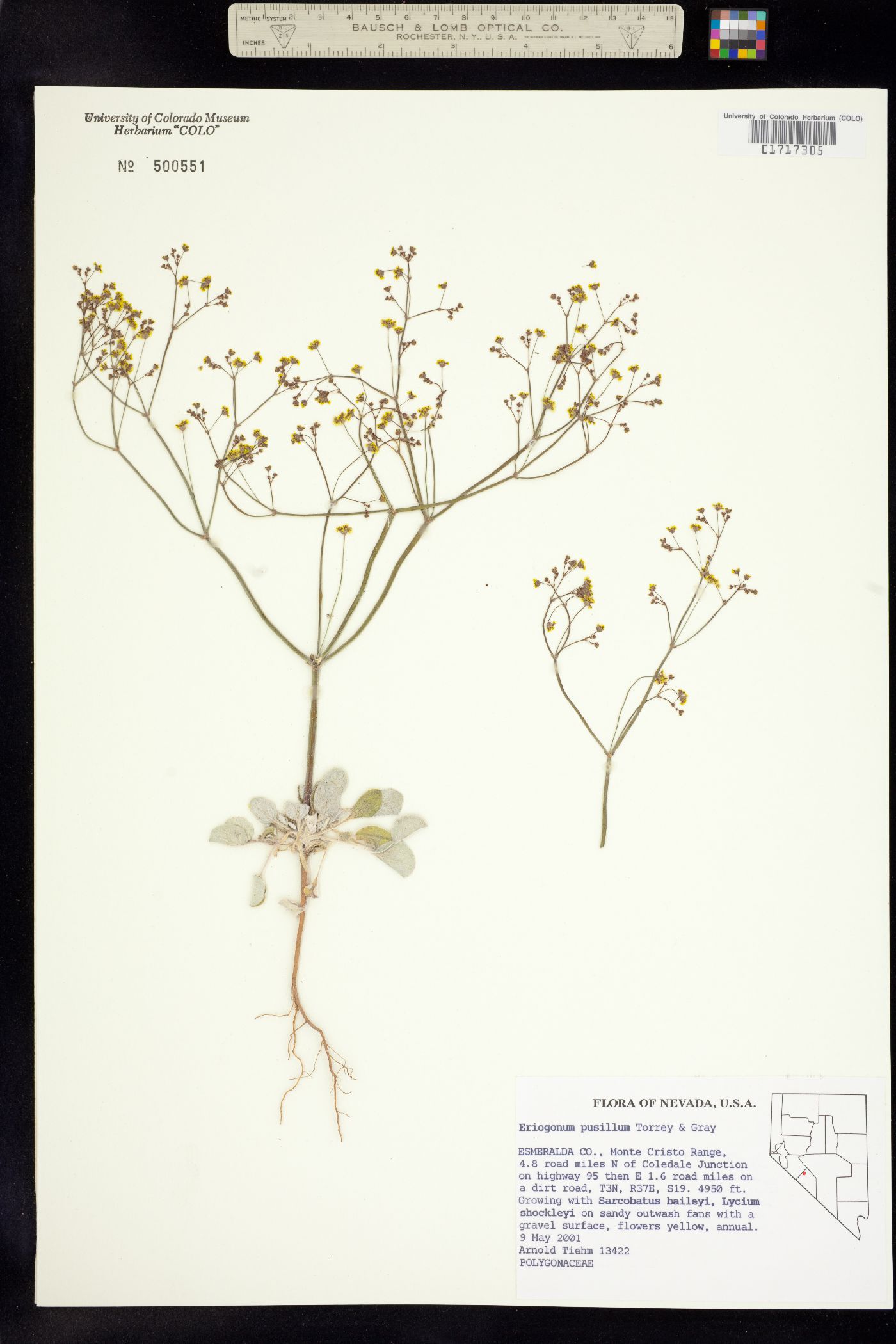 Eriogonum pusillum image