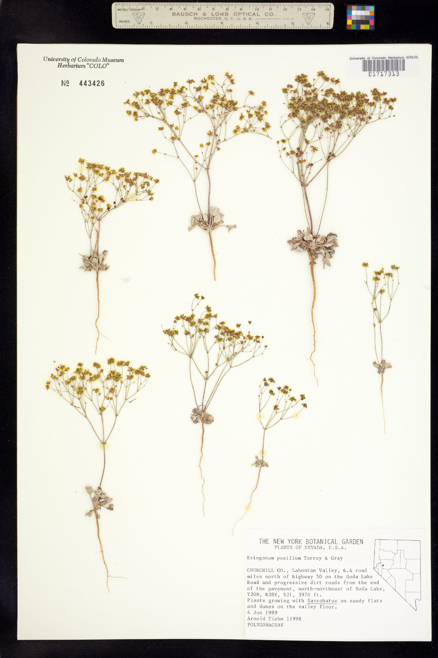 Eriogonum pusillum image