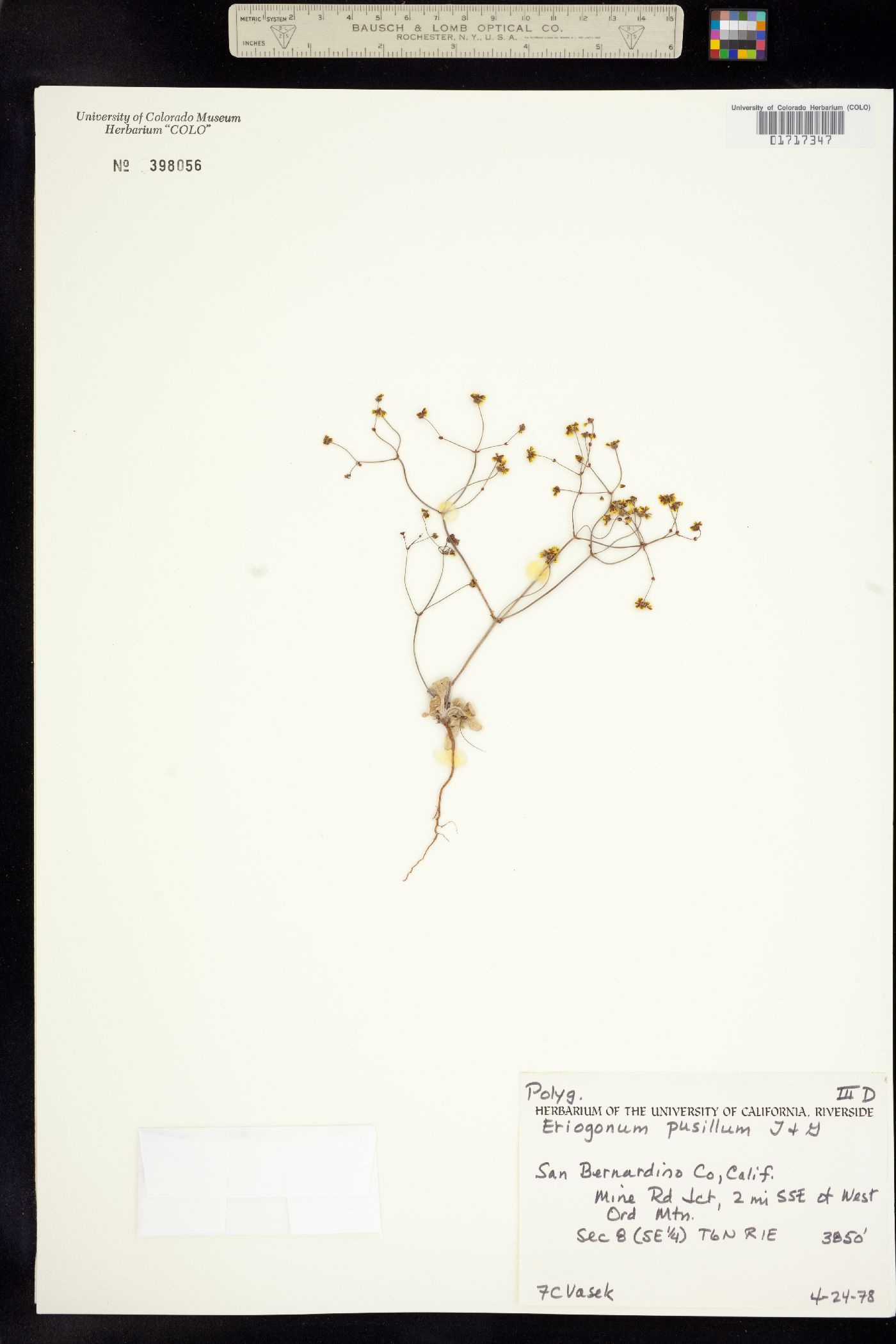Eriogonum pusillum image