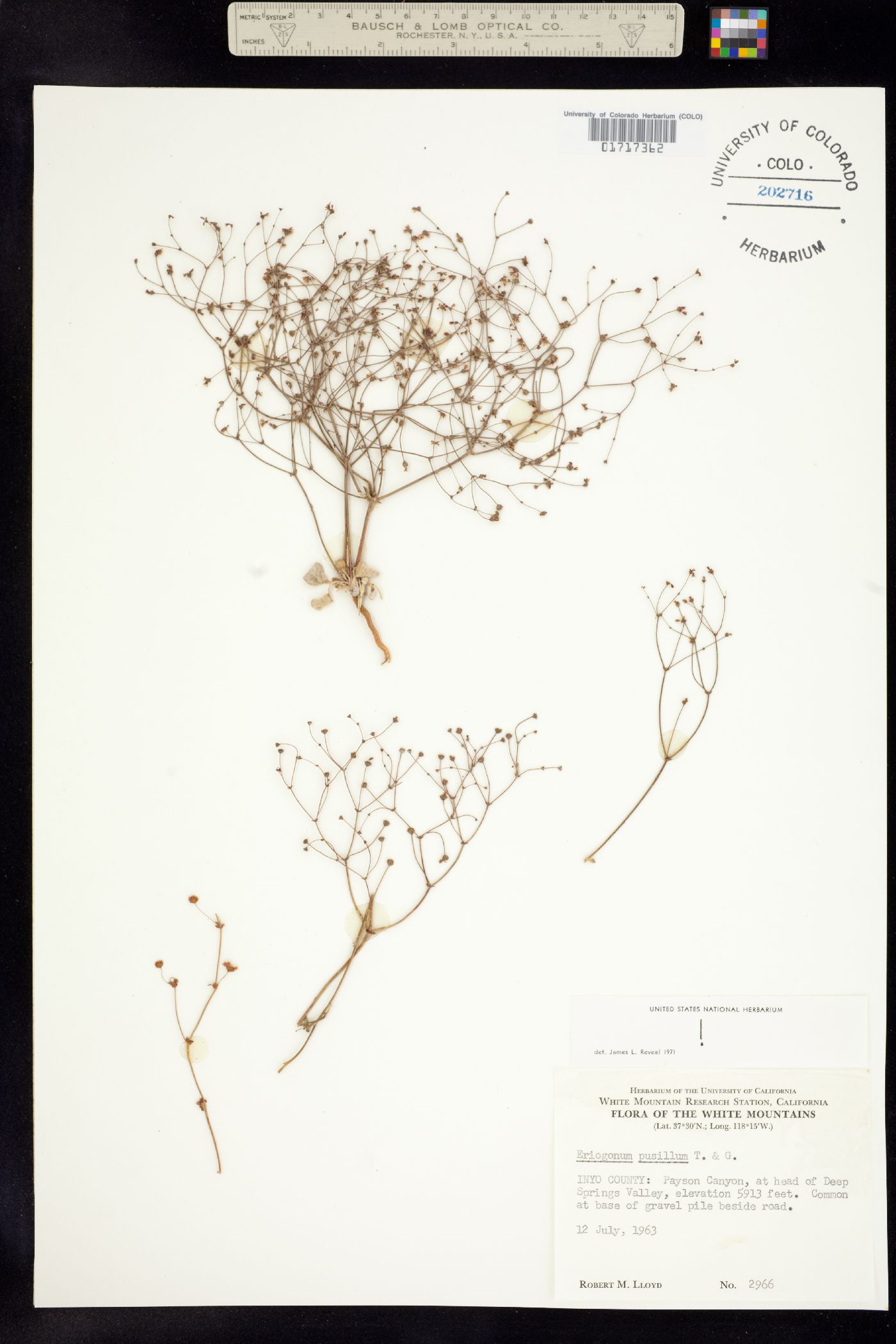 Eriogonum pusillum image
