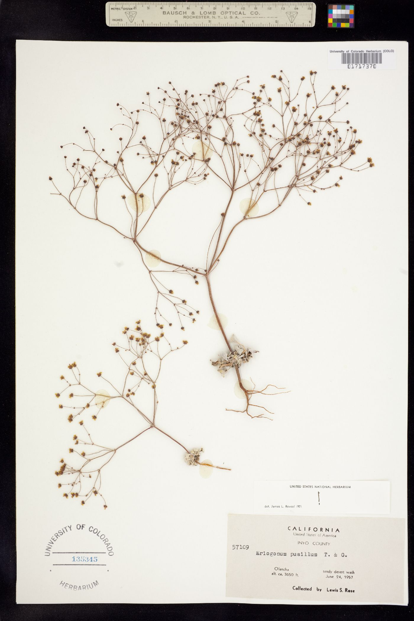 Eriogonum pusillum image