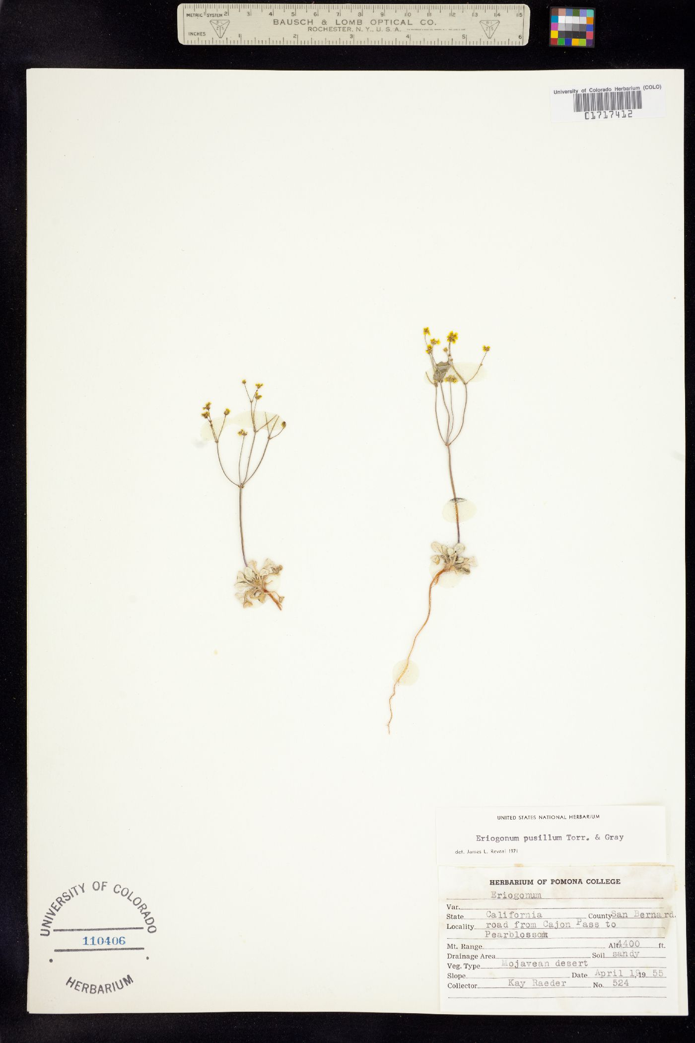 Eriogonum pusillum image