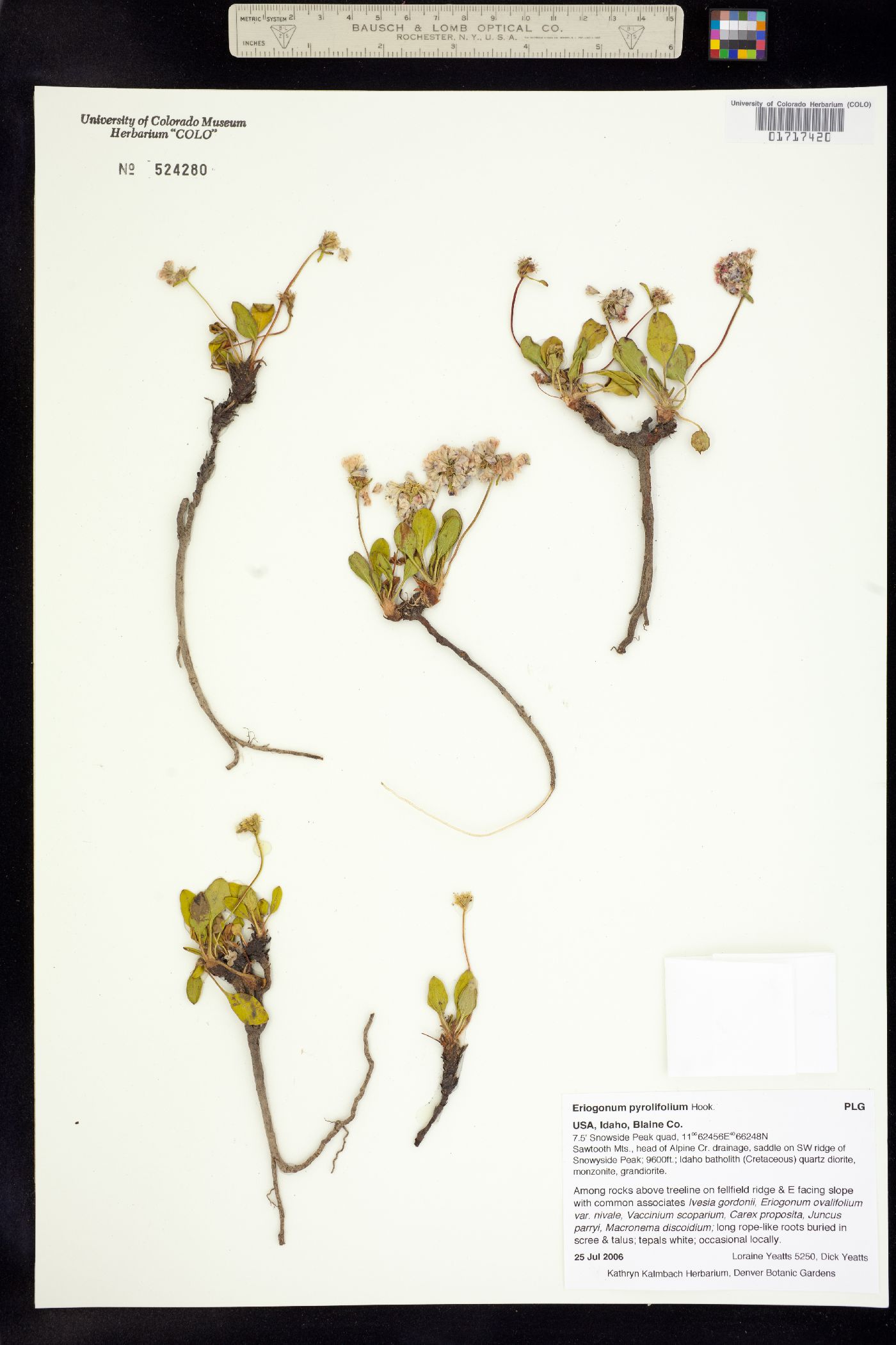 Eriogonum pyrolifolium image