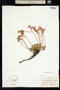 Eriogonum pyrolifolium image