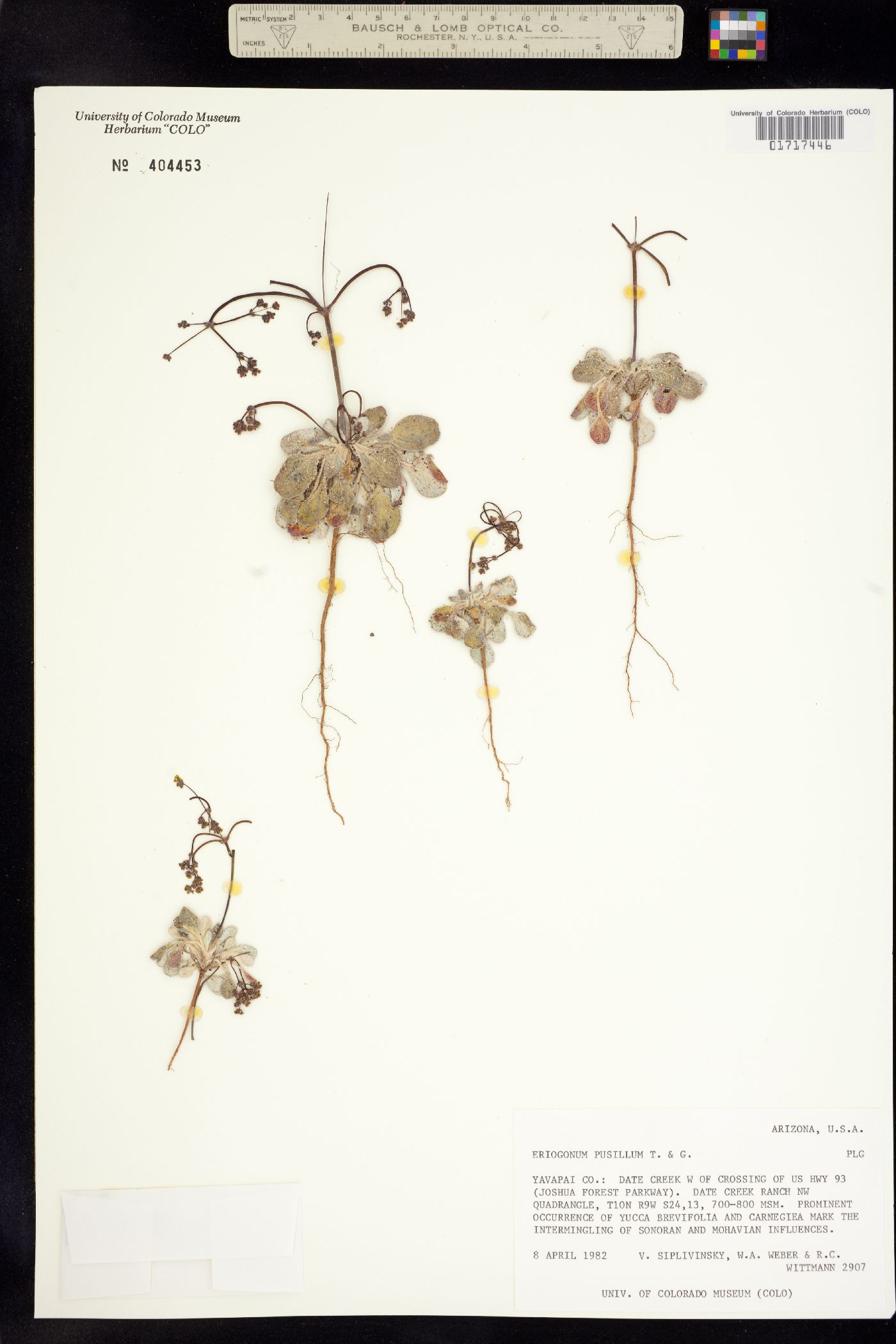 Eriogonum pusillum image