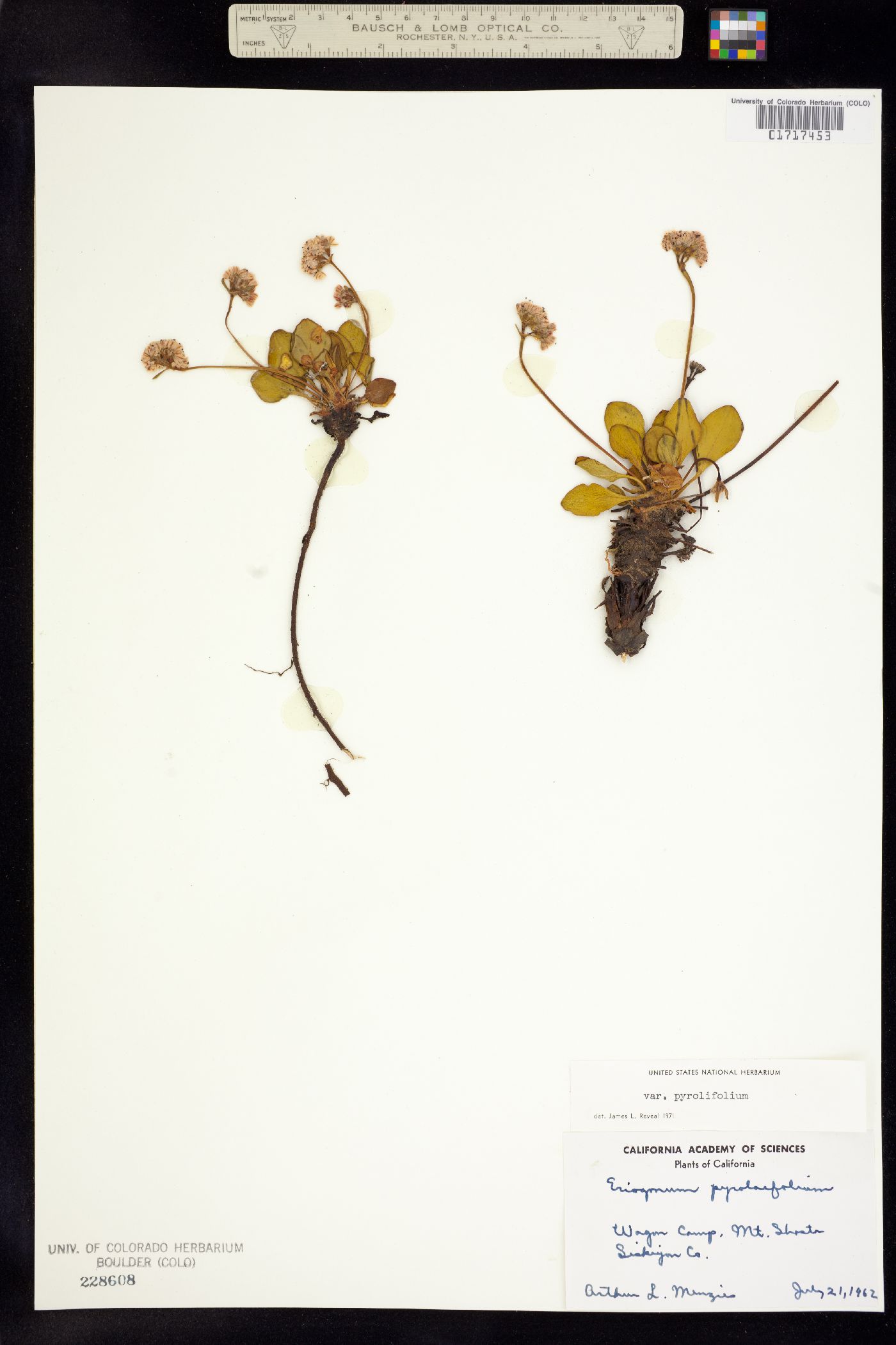 Eriogonum pyrolifolium image