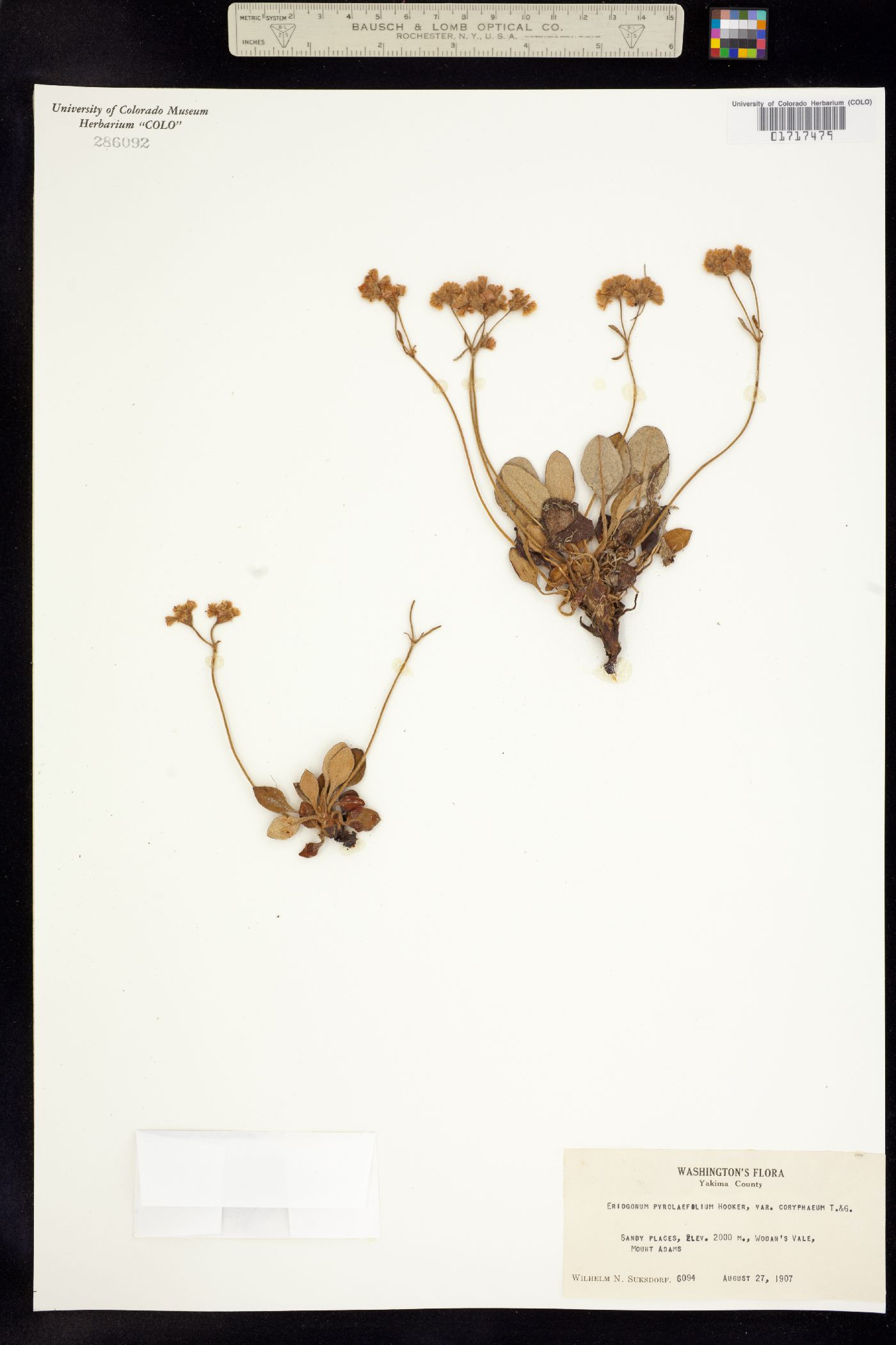 Eriogonum pyrolifolium image