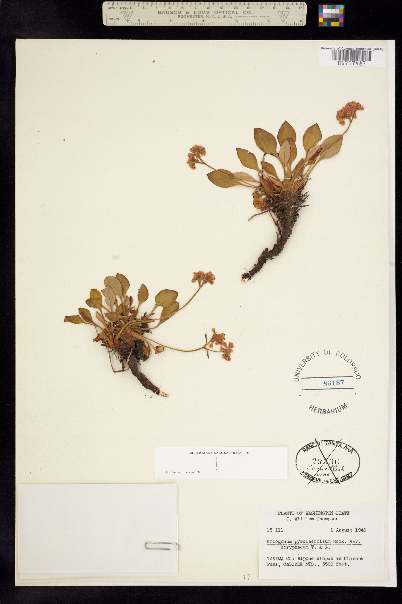 Eriogonum pyrolifolium image