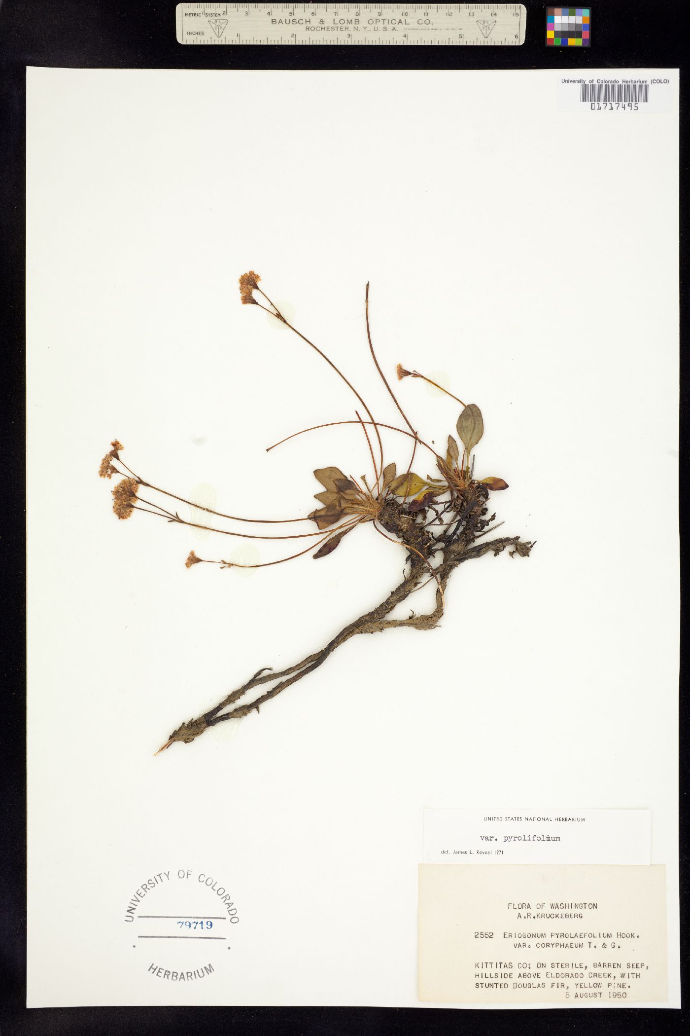 Eriogonum pyrolifolium image