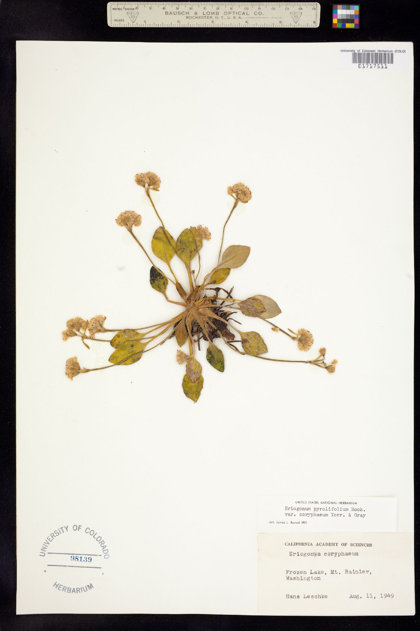 Eriogonum pyrolifolium image