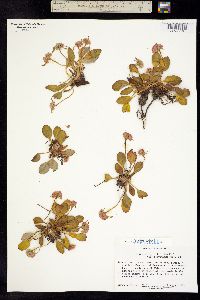 Eriogonum pyrolifolium image