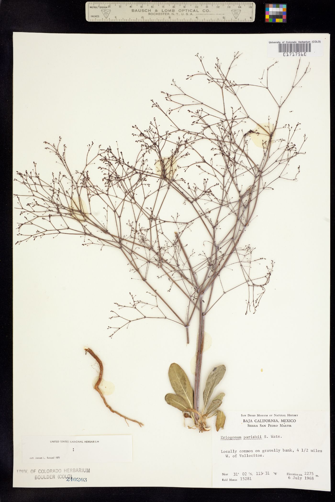 Eriogonum parishii image