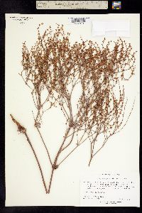 Image of Eriogonum pedunculatum