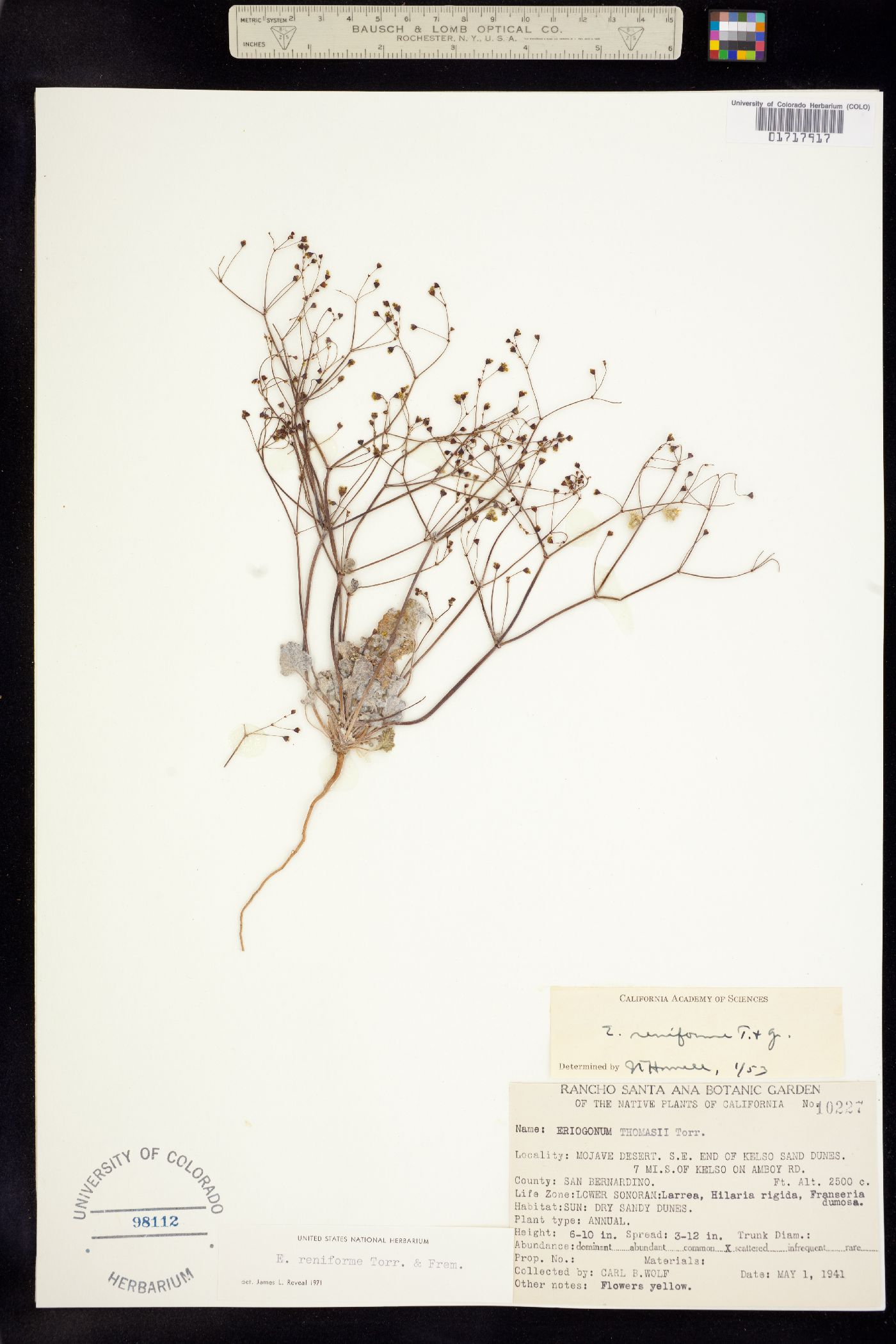 Eriogonum reniforme image