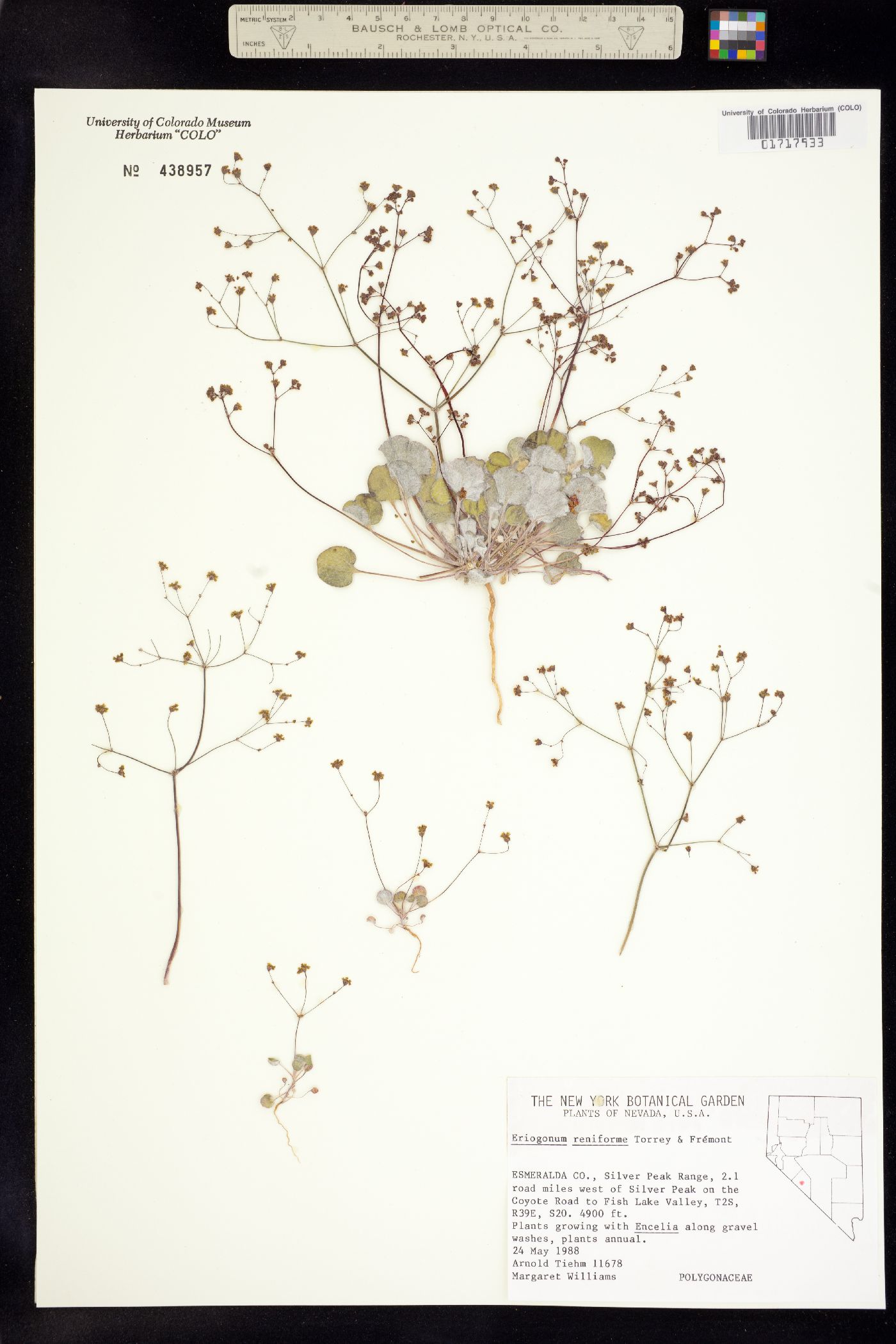 Eriogonum reniforme image